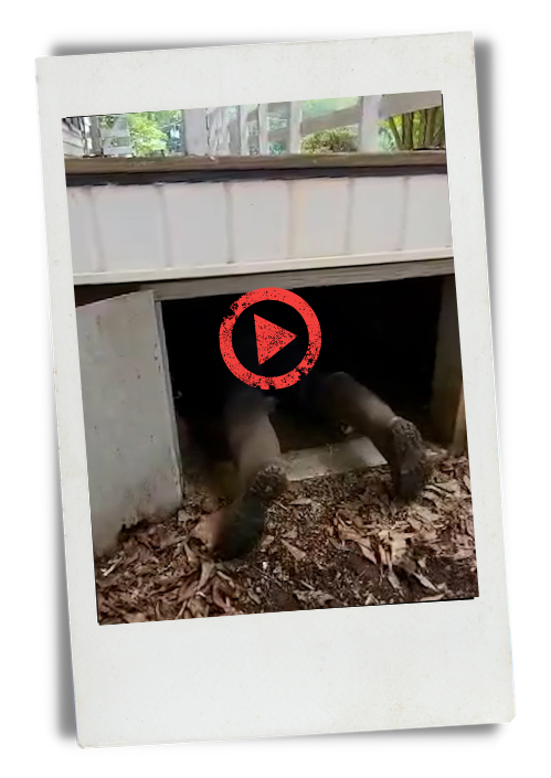 A dog with its head and shoulders down under a house, with only its hind legs and tail visible, on a leaf-covered ground outside.