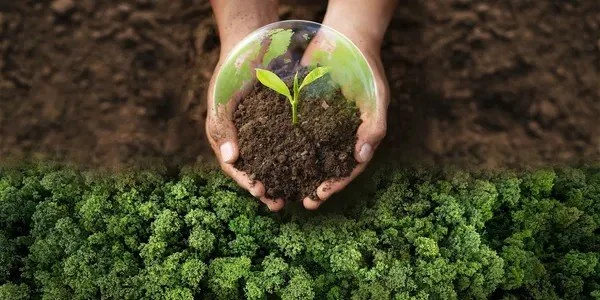 Person holding a small glass dish with dirt and a young green plant growing inside, overhead view, with dense green forest below.