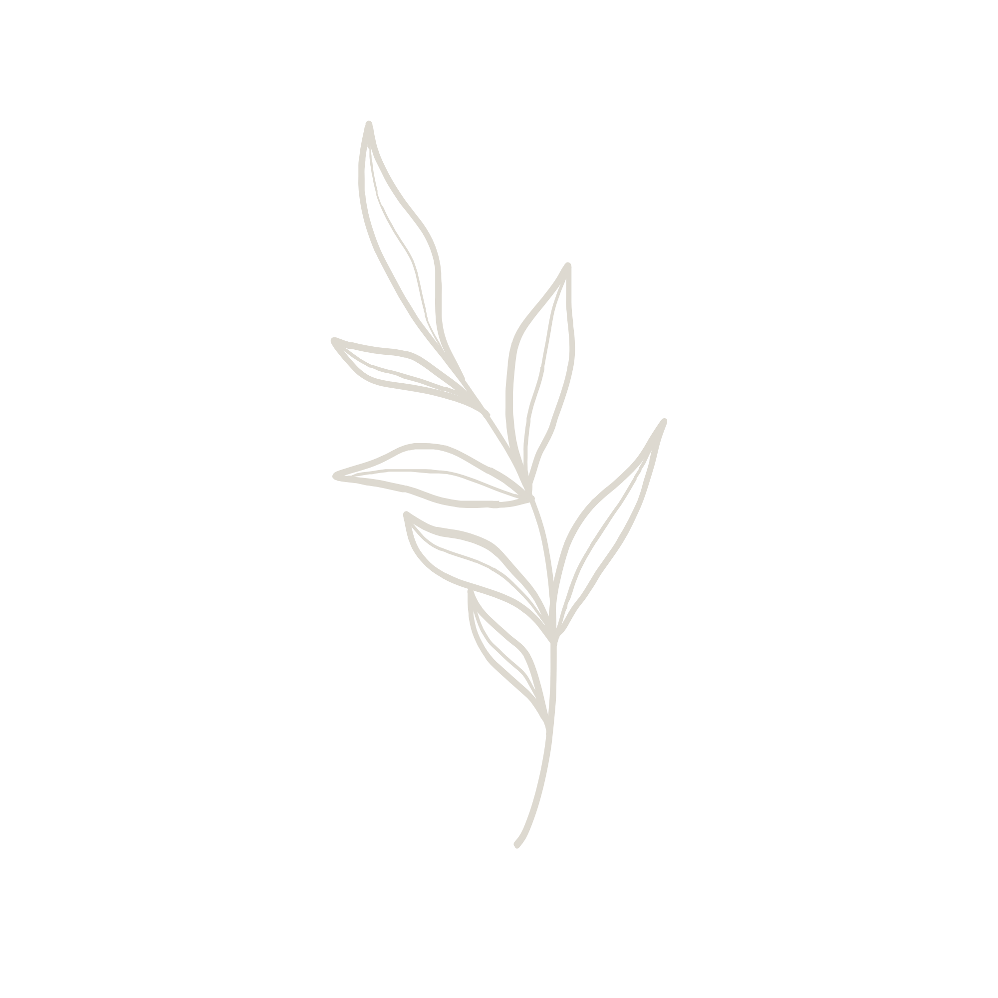 An outline drawing of a plant with elongated leaves and stems, depicted in white on a black background.