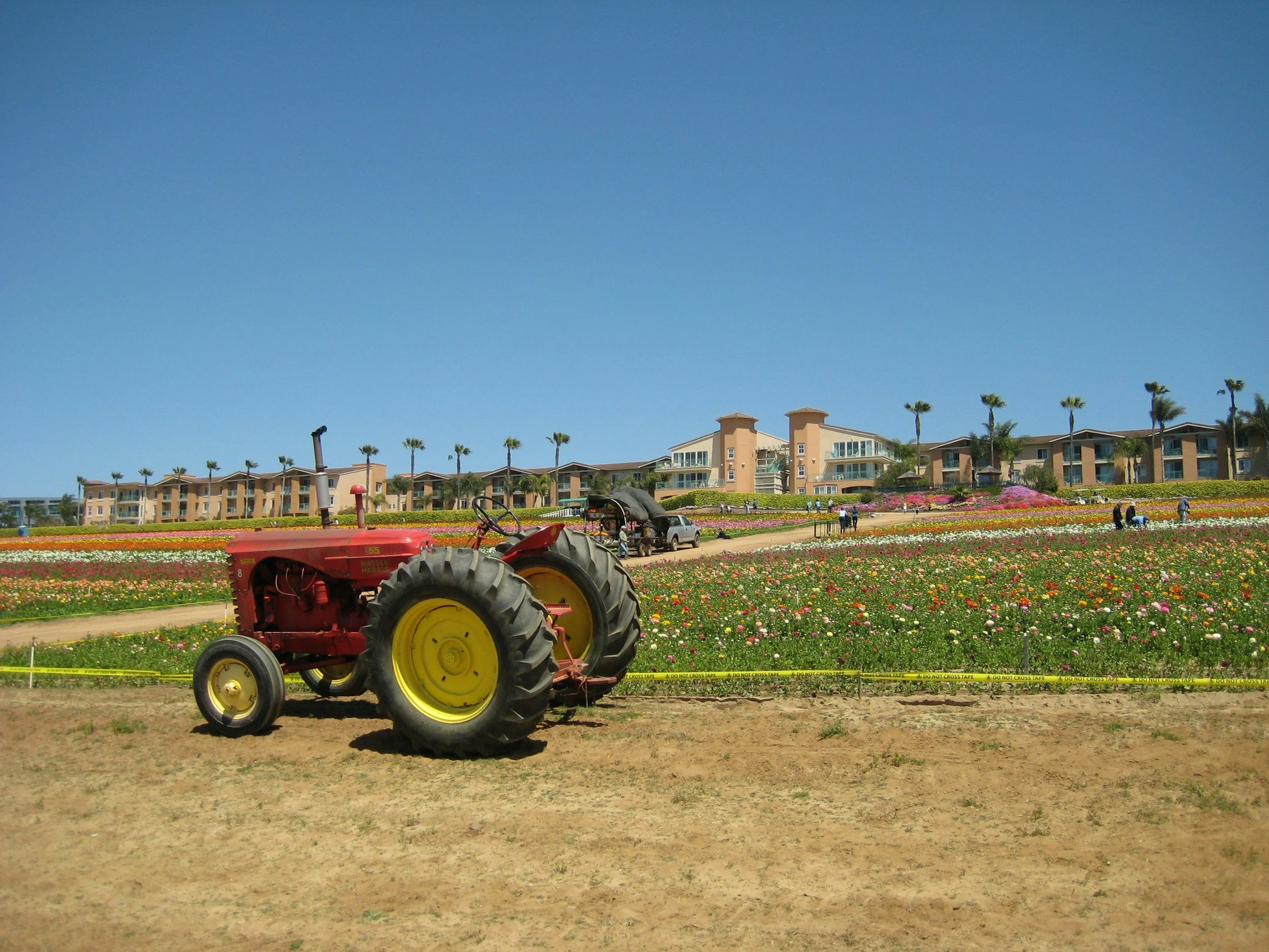 A red tractor parked on a patch of dirt in front of a field of colorful flowers, with a line of apartment buildings and palm trees in the background under a clear blue sky.