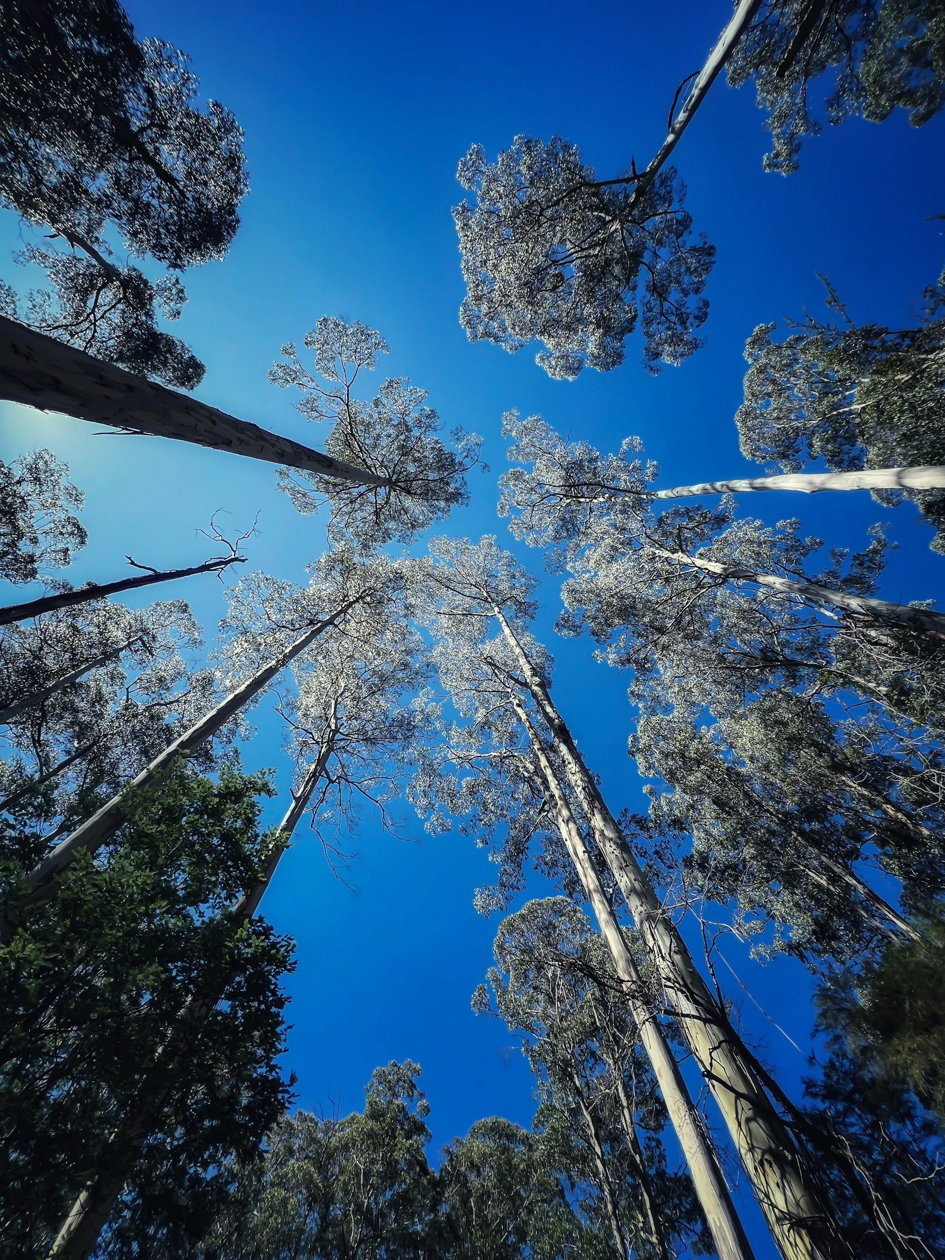 Looking up at tall trees with white bark and green leaves against a clear blue sky.