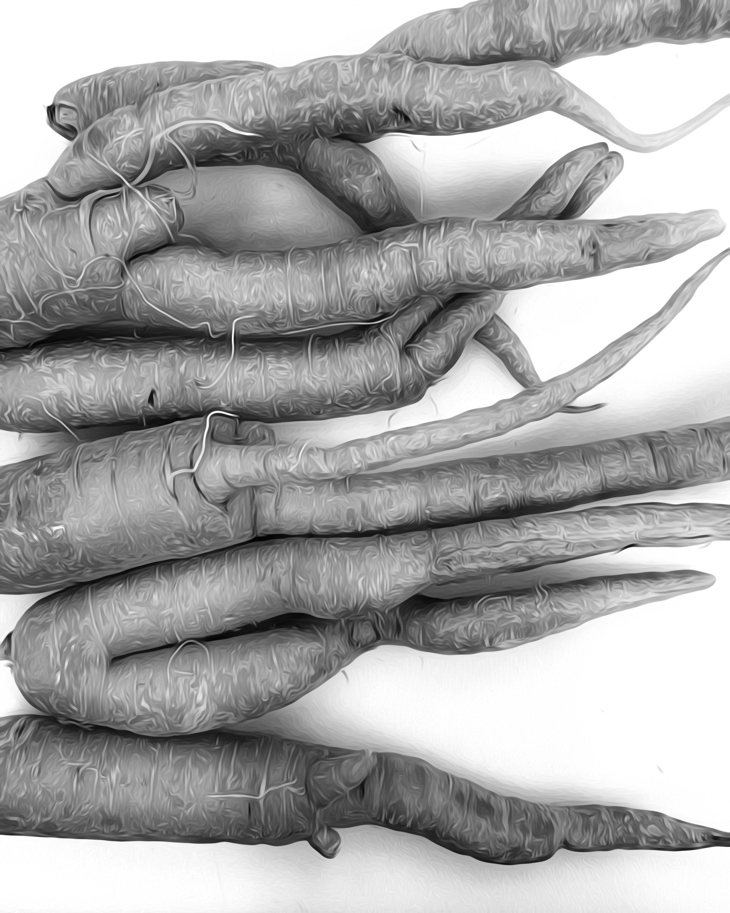 carrots_black_white_painting.jpg