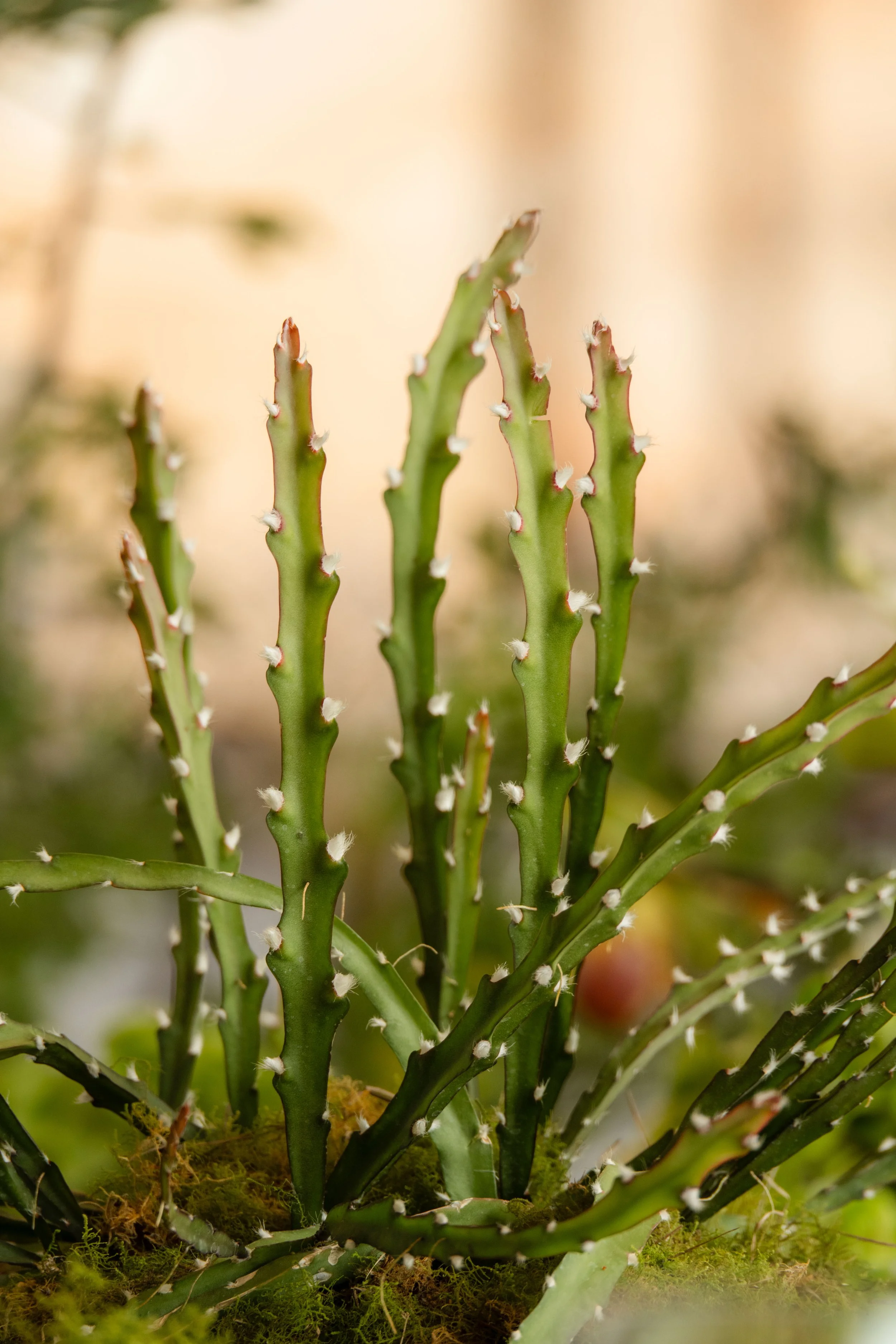 Hygge_Studio_Kingsford_The_Barossa_112024_Jack_Fenby_DSC_0171.jpg