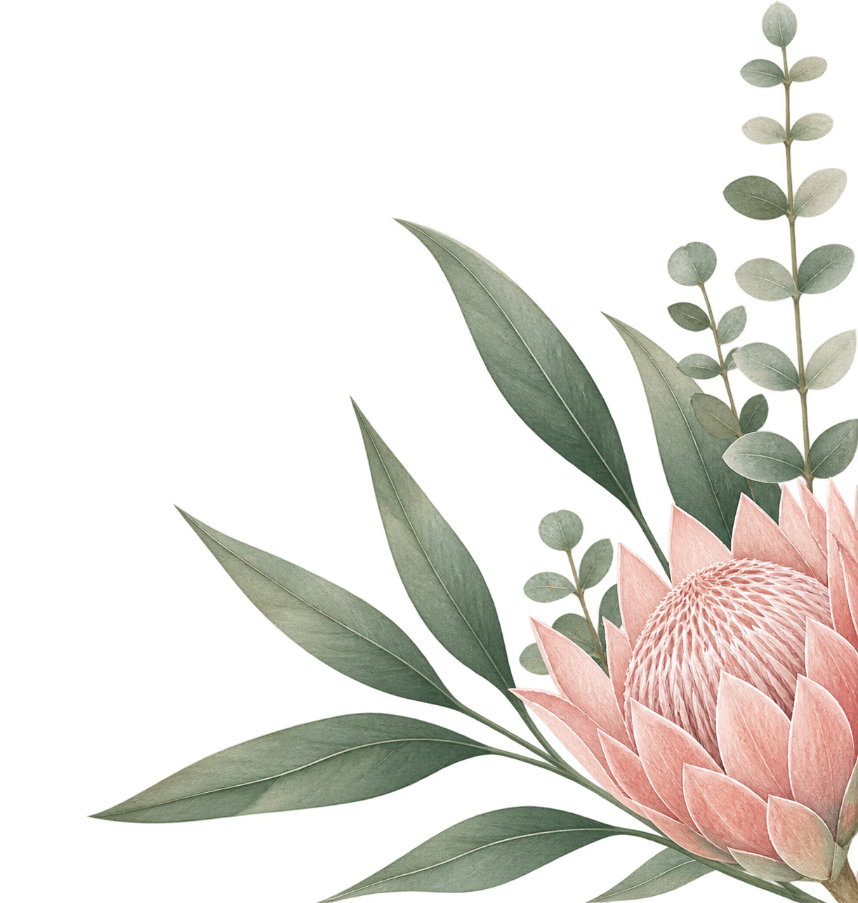 Decorative pink protea flower with eucalyptus leaves against a white background.