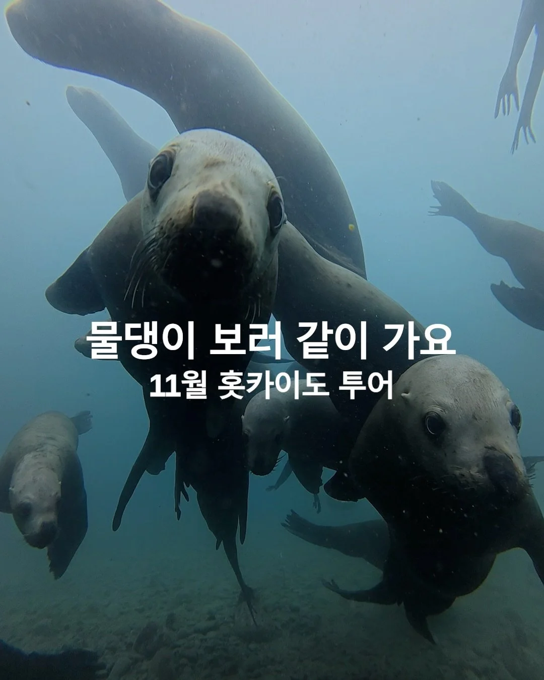 야생 물댕이랑 눈 맞춰 보려고🦭
저는 멕시코 바하 캘리포니아, 호주까지 먼 길을 다녀왔어요.
만타, 고래상어도 좋지만 바다사자가 정말 보고 싶었거든요.
그런데 바로 옆나라 일본에서도 바다사자와 다이빙할 수 있다니!!!

홋카이도 최북단 왓카나이에 매년 10월~4월
오호츠크해를 건너온 야생 토도(바다사자)들이 찾아옵니다🤗
사람 곁에 다가와주는 파워 E 물댕이들❤️
진짜 눈 마주치면 심장 아플 거예요.

물댕이랑 실컷 놀고 나온 뒤엔 매일 저녁