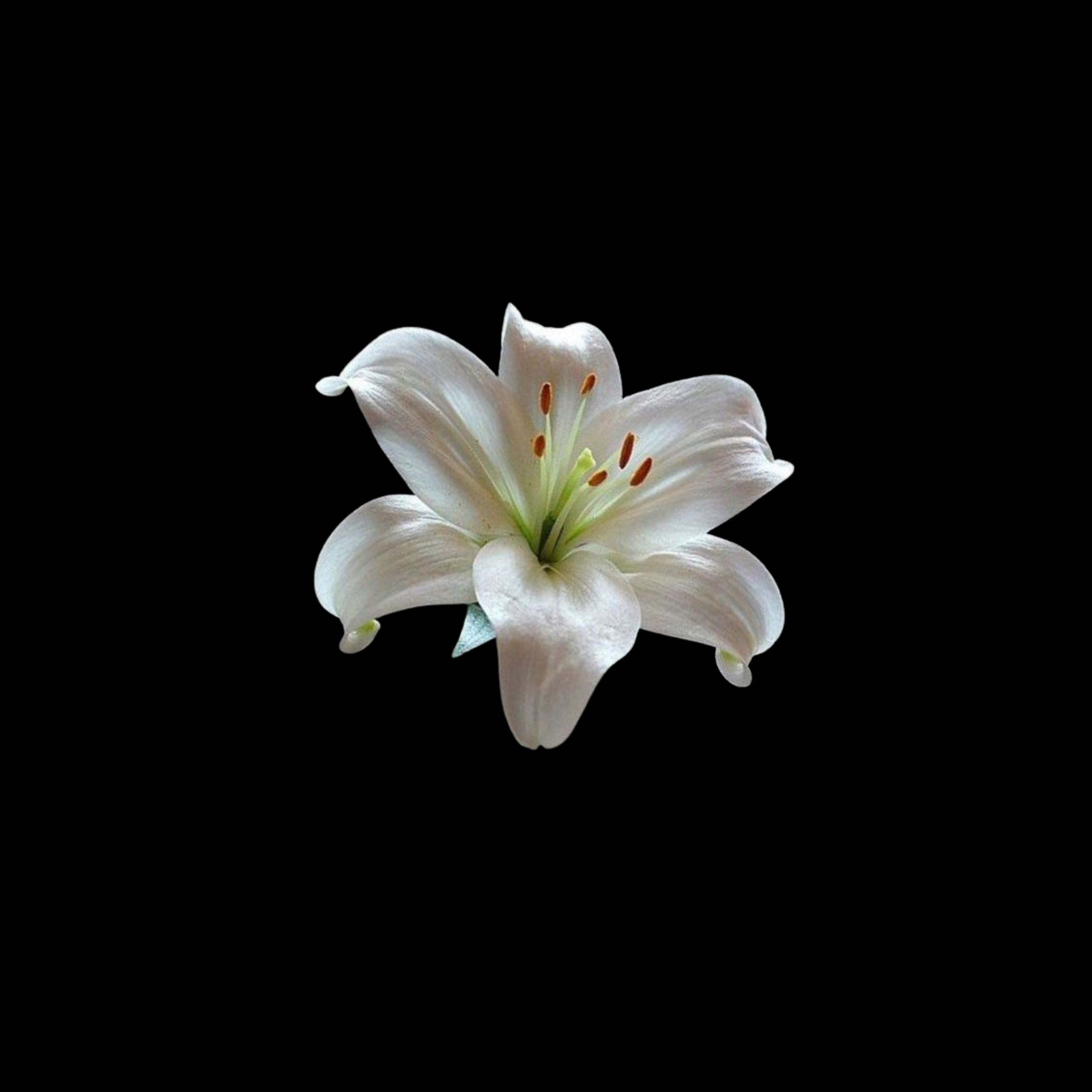 Close-up of a white lily flower with delicate petals and orange stamen against a black background.