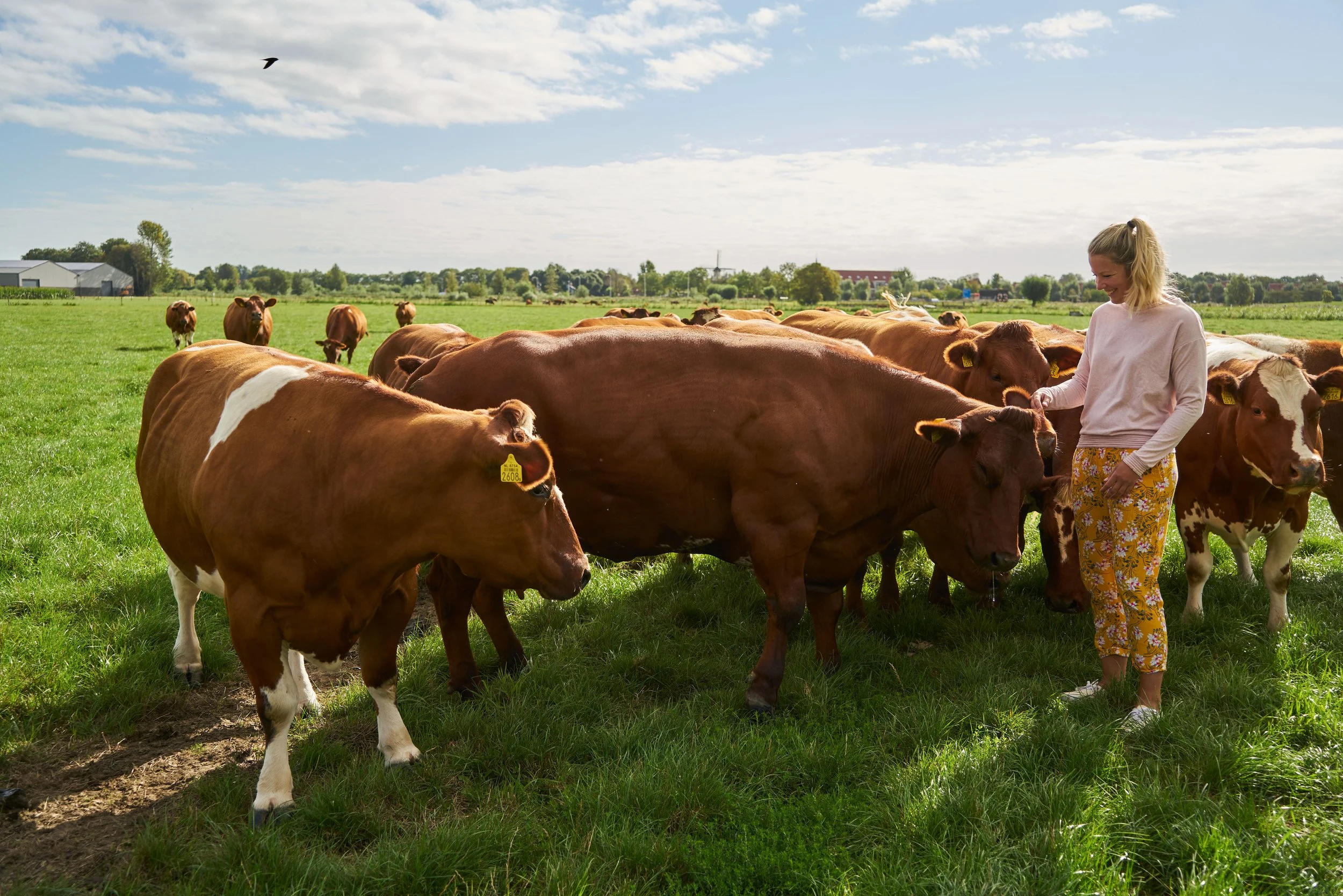 Een vrouw die op een groene weide met meerdere koeien staat op een zonnige dag.