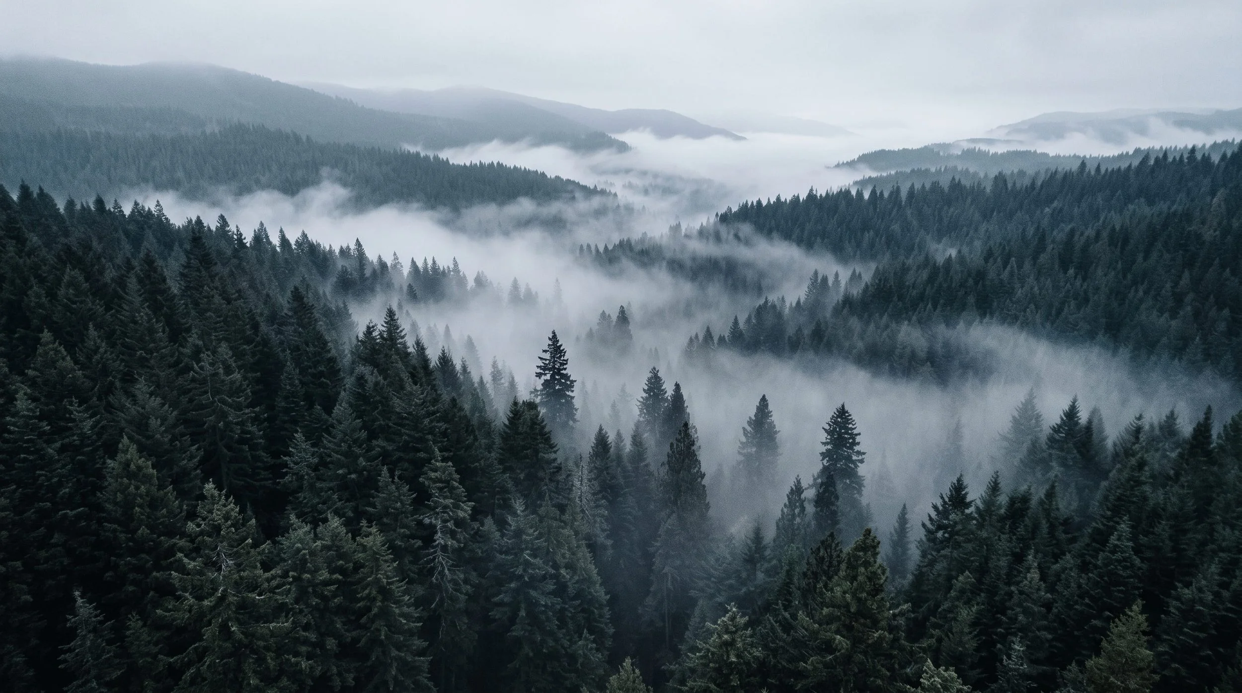 Sillage Forêt Brute par AETHRA : fragrance boisée de cèdre noir et mousse pour diffuseur Tesla.