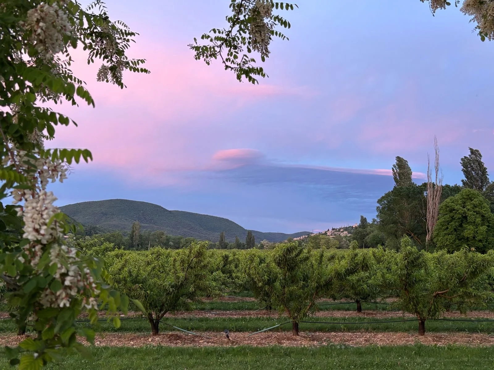 A scenic view of an orchard with trees in the foreground, rolling hills in the background, and a colorful sky at dusk with pink and blue clouds.