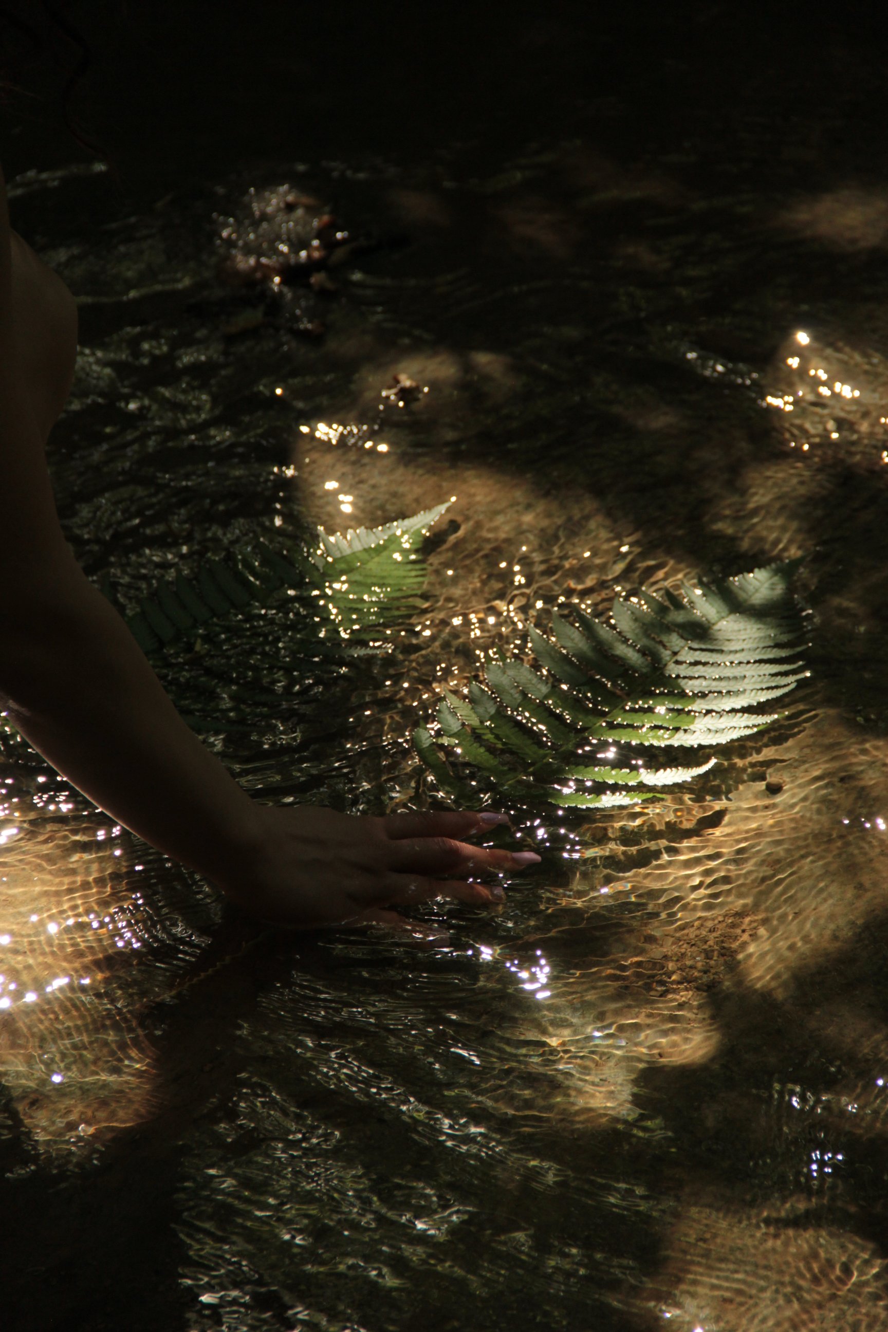 Close up of a leaf in a river, reflecting sunlight