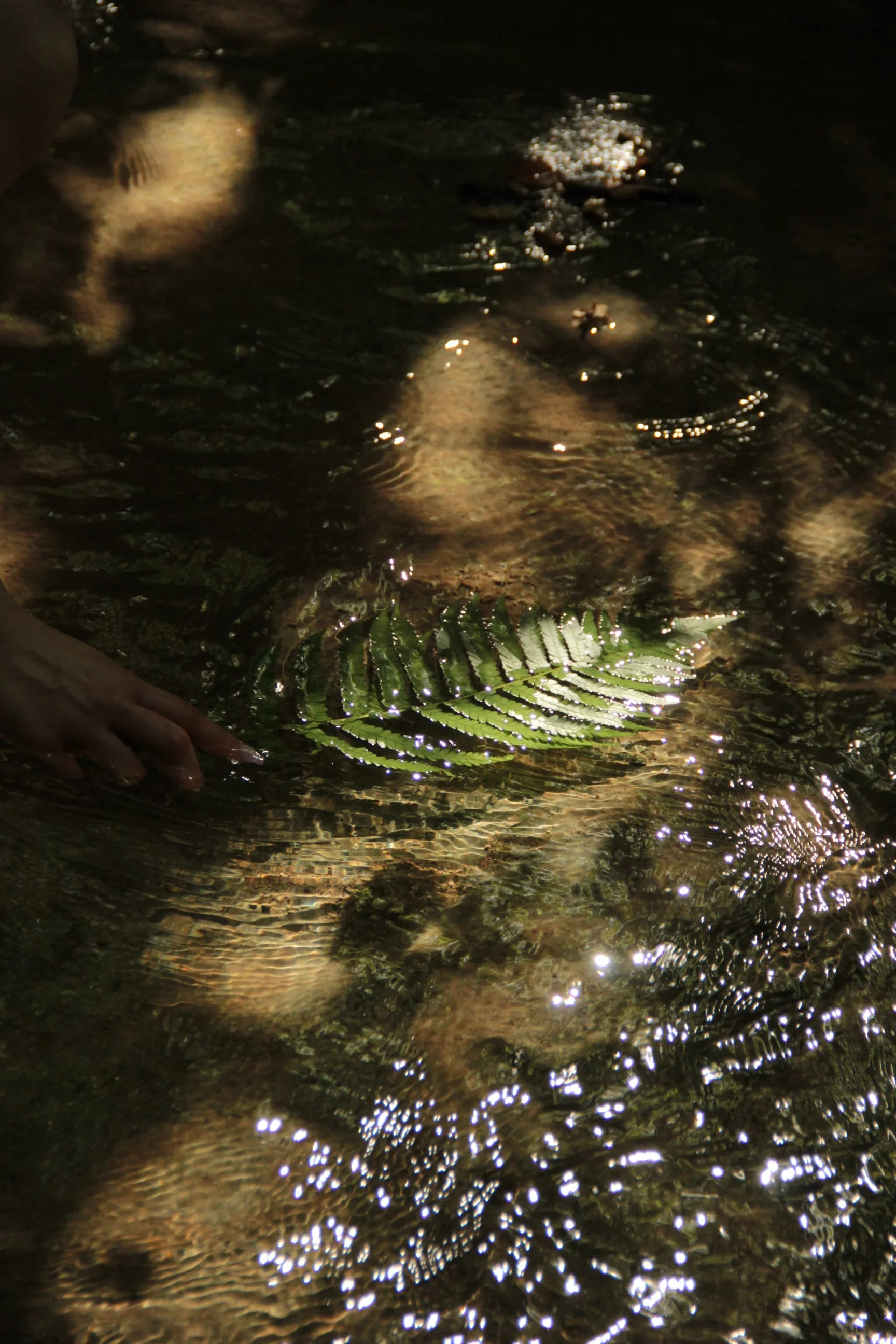 Nahaufnahme eines schmalen Flusses mit einem Farn im Vordergrund, Wasser glitzert im Licht.