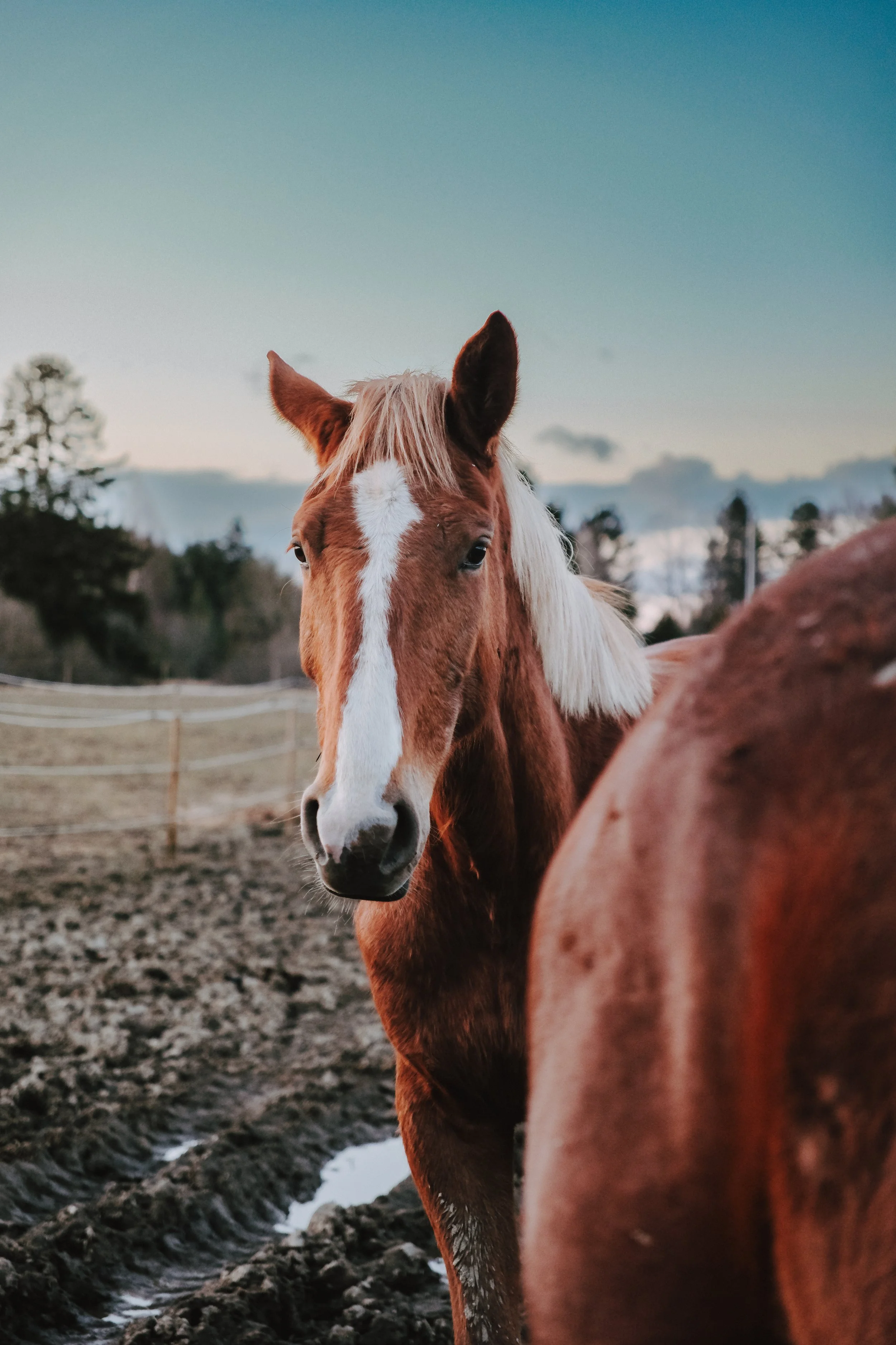 Close-up of a brown horse with a white blaze on its face, standing outdoors in a muddy pasture during dusk. Trees and a cloudy sky are in the background.