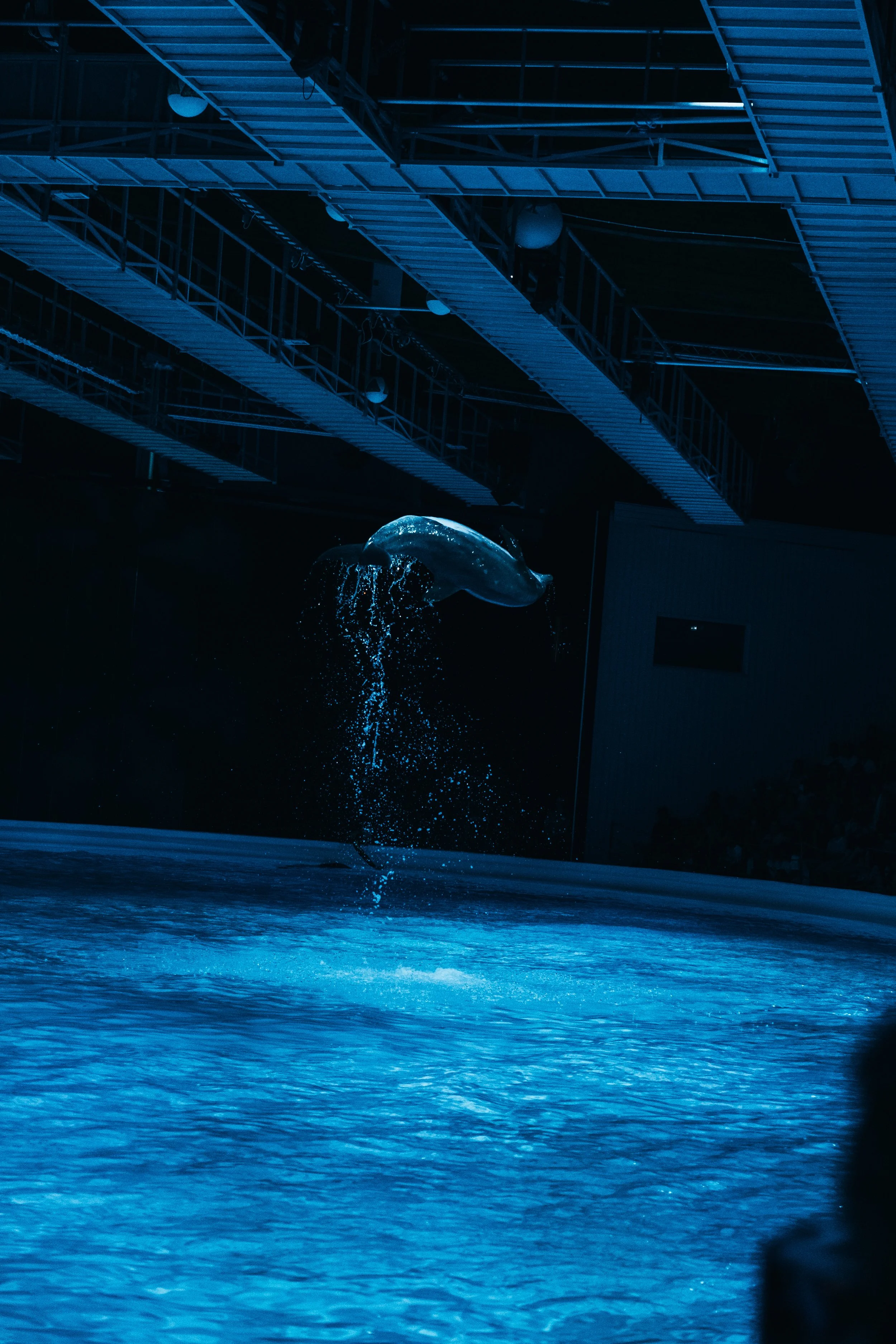 A whale jumps out of the water in an indoor aquarium or marine exhibit, with water splashing, setting against a dark background and a visible metal walkway overhead.