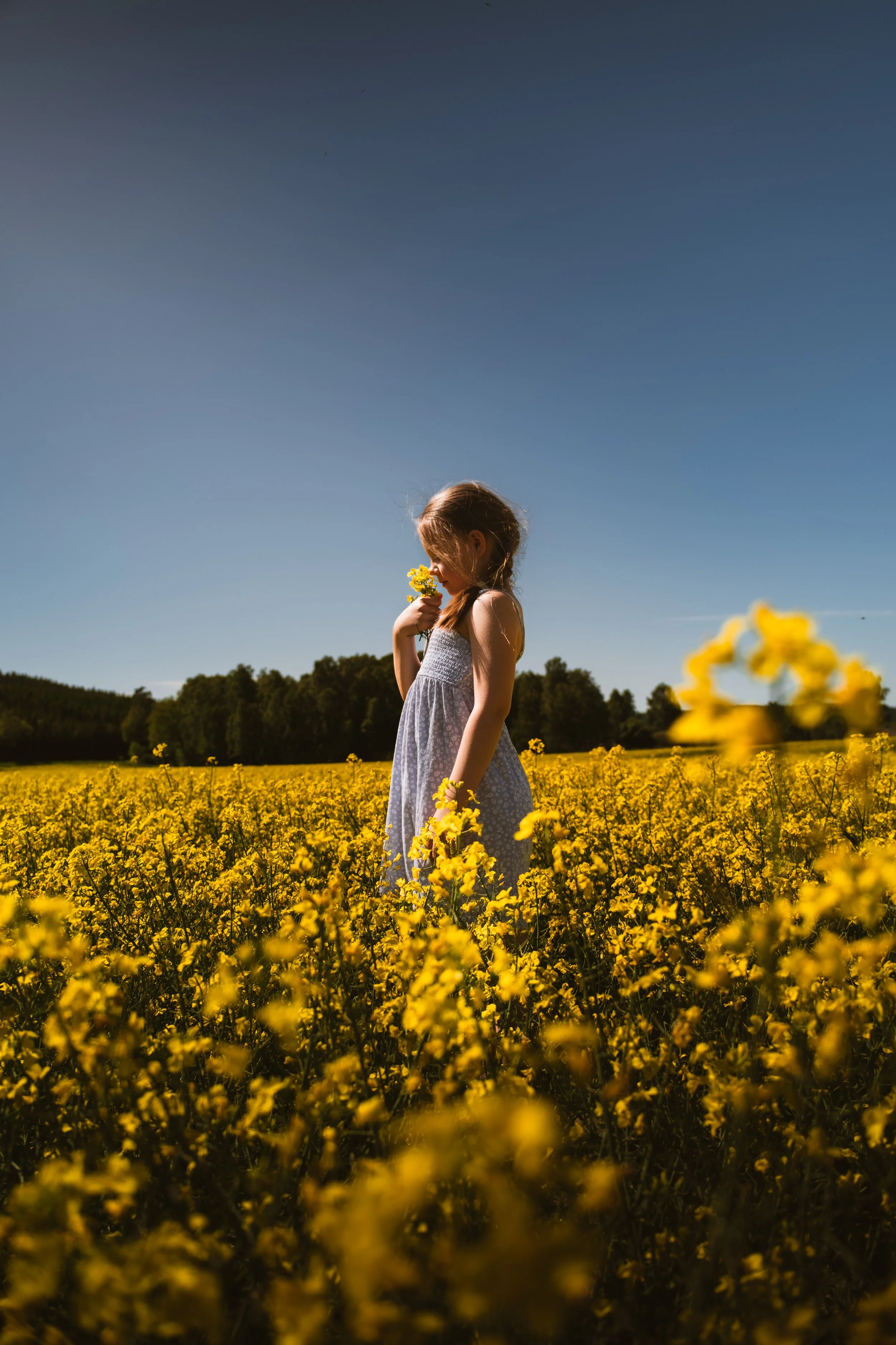 A young girl in a white dress holding yellow flowers in a field of yellow flowers, under a clear blue sky.