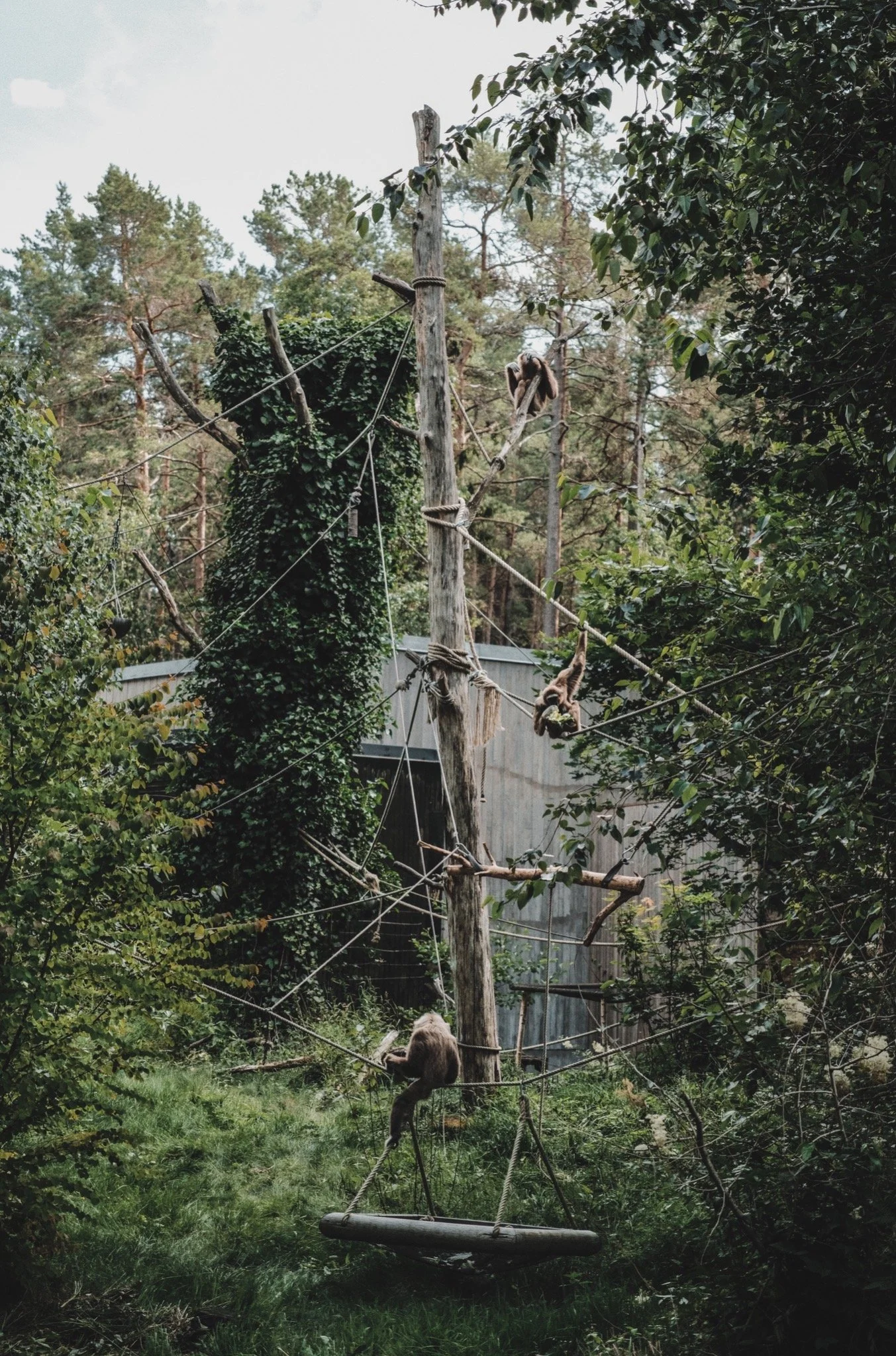 A backyard scene with a wooden play structure that has a rope bridge and a swing. A monkey is perched on a branch of a tree, and there is lush green vegetation with trees and bushes surrounding the area.
