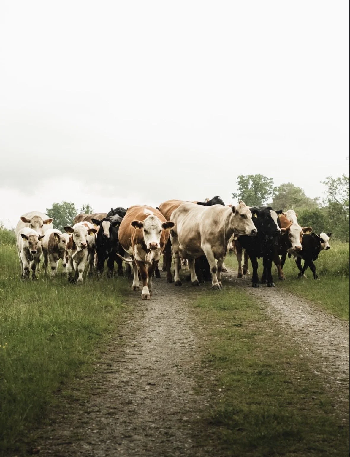 A herd of cows walking down a dirt path through a grassy field on a cloudy day.