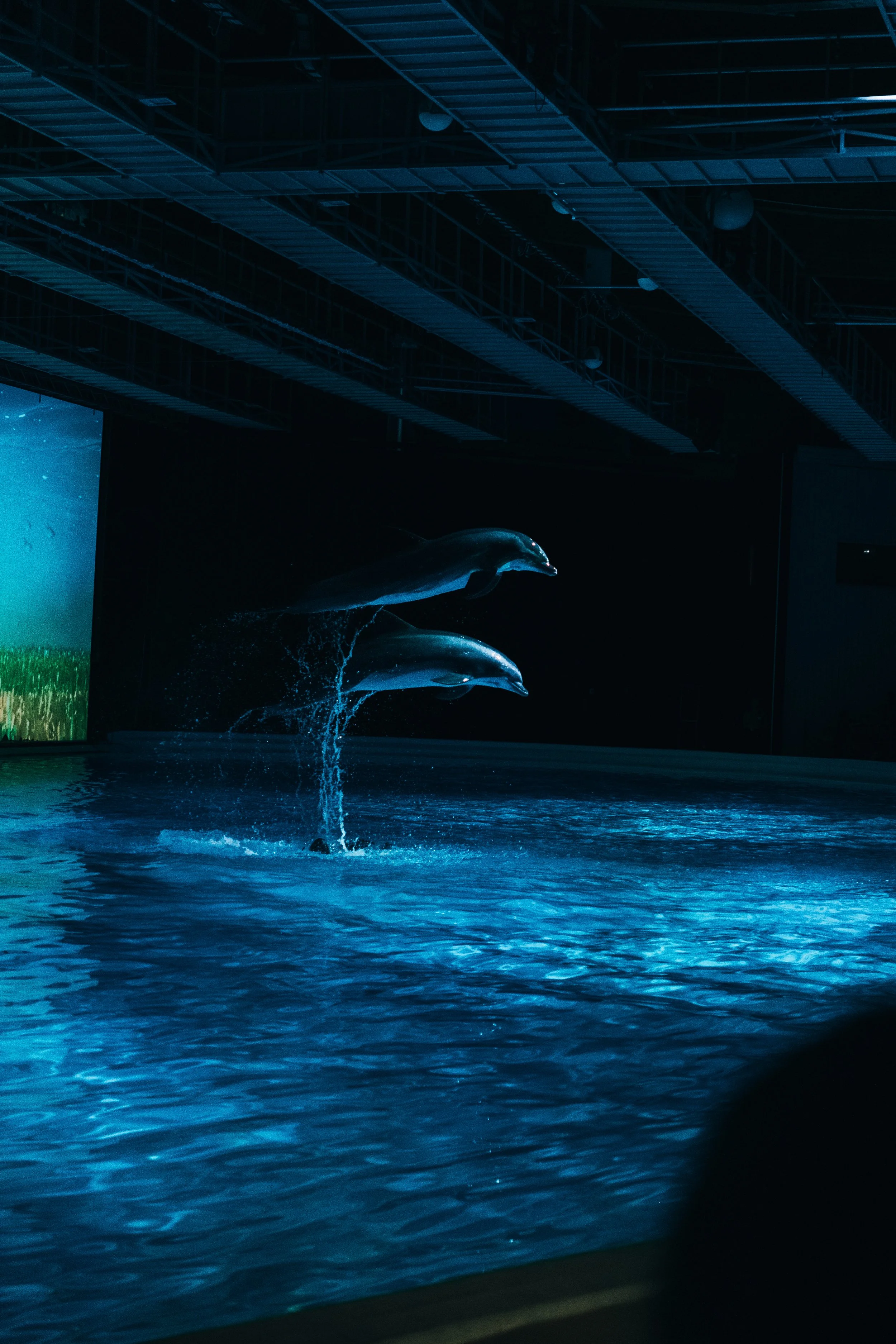 Two dolphins jumping out of water inside an aquarium or marine exhibit with dark background and blue lighting.