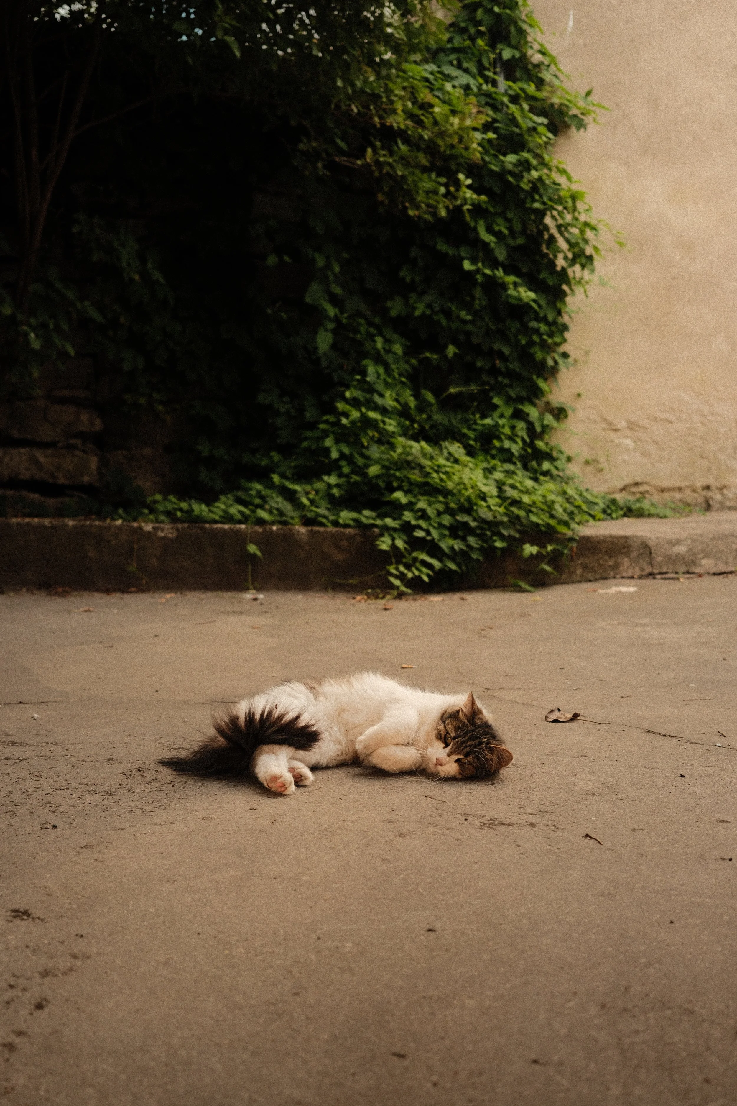 A white and brown tabby cat lying on the sidewalk, resting on its side with eyes partially closed. In the background, there is a green bush and a beige wall.