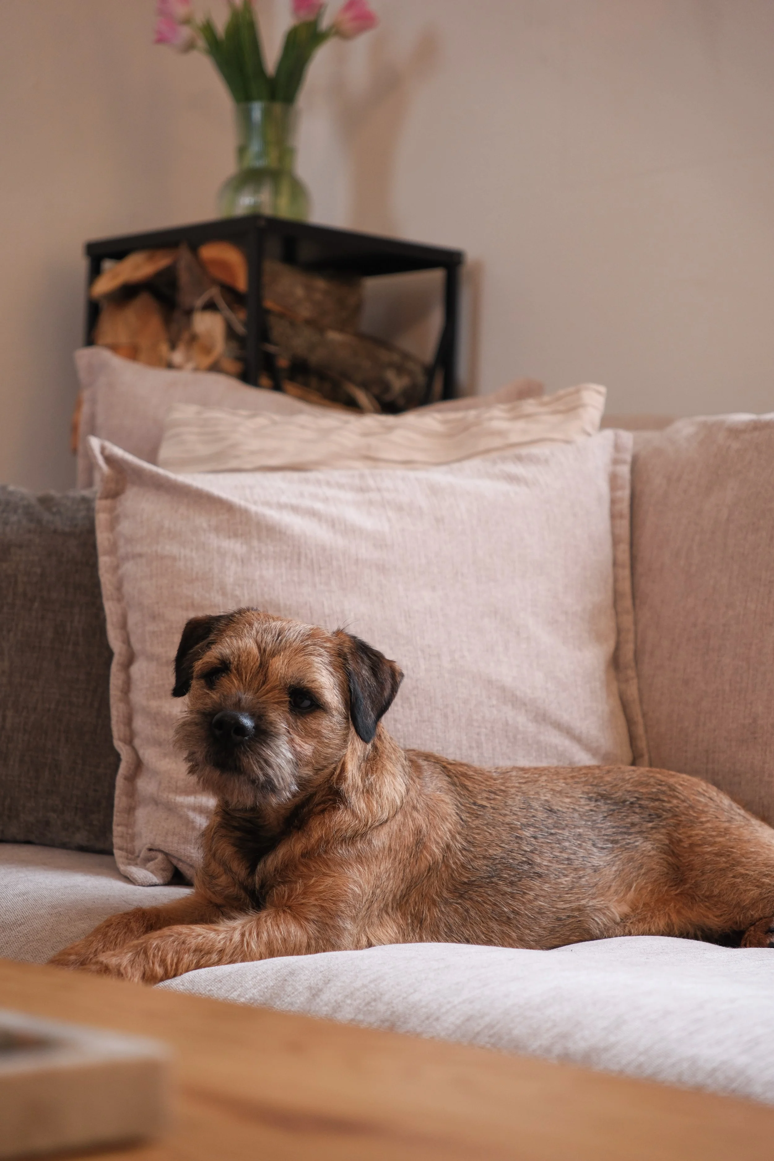 A brown dog with dark ears lying on a beige sofa in front of a large beige pillow. In the background, there is another beige pillow, a black side table with firewood stacked inside, and a clear vase with pink tulip flowers on top. The wall behind is 