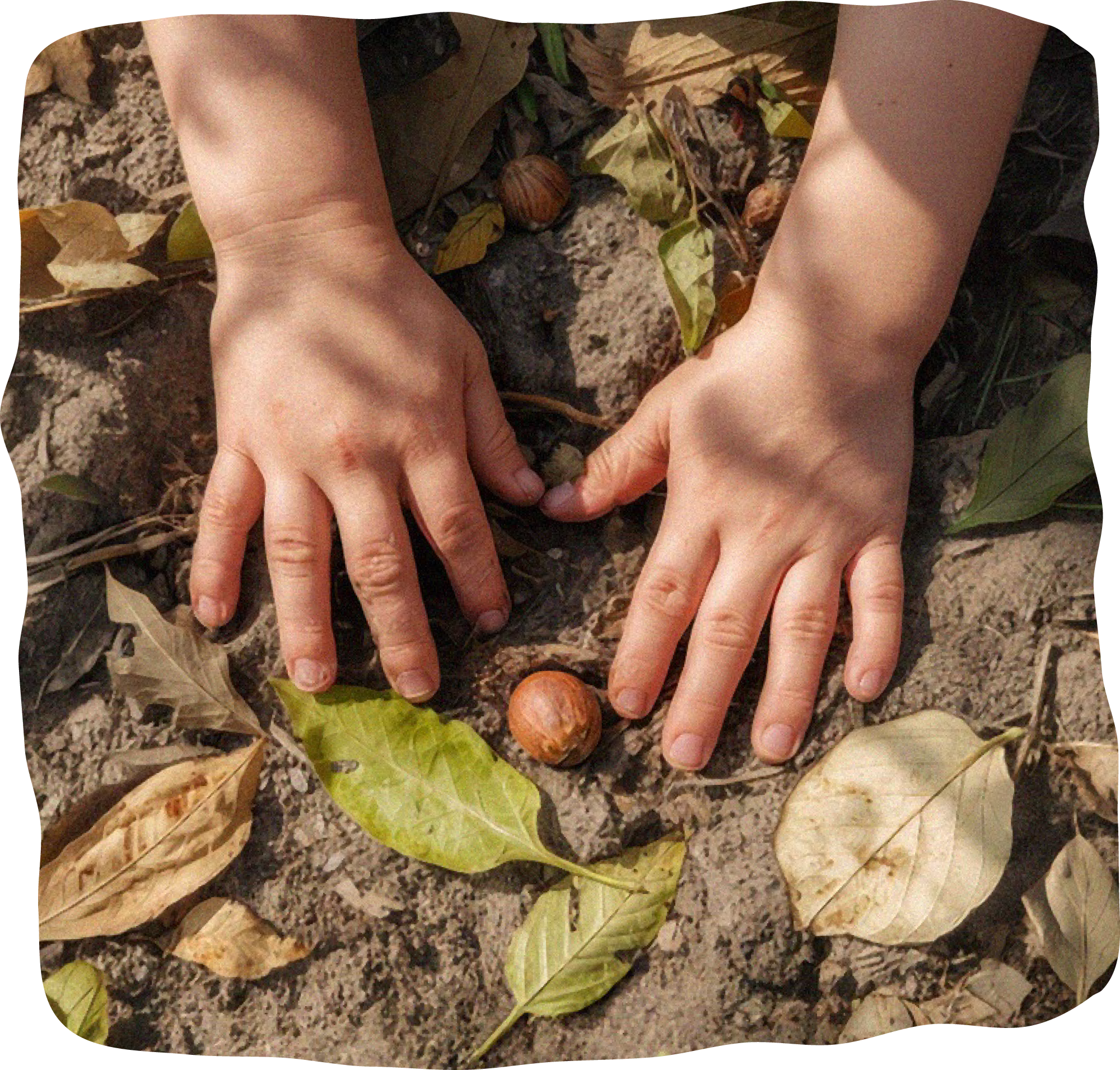 A close-up of a person's hands holding a small shell on a bed of dried leaves, soil, and a wooden surface.