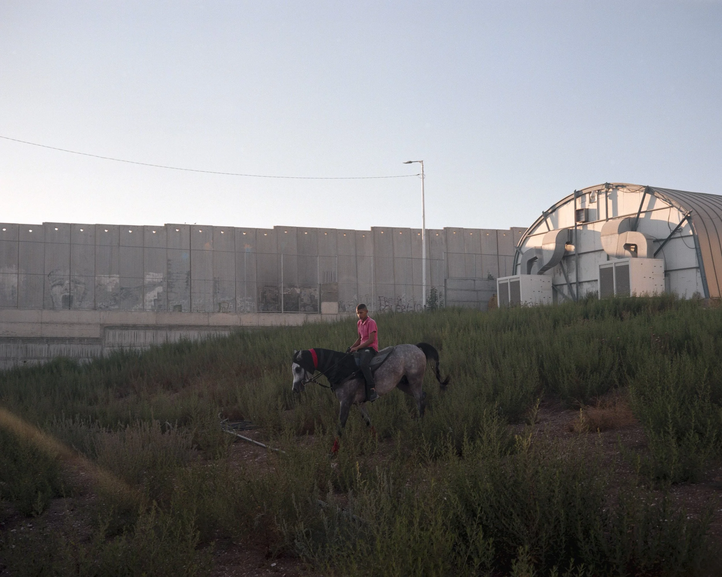Ahmed trains his horse, Sultan, at the foot of the wall in Abu Dis, in one of the few spaces that remain green and available at the foot of the wall. “You have to keep training your horse,” he explains.