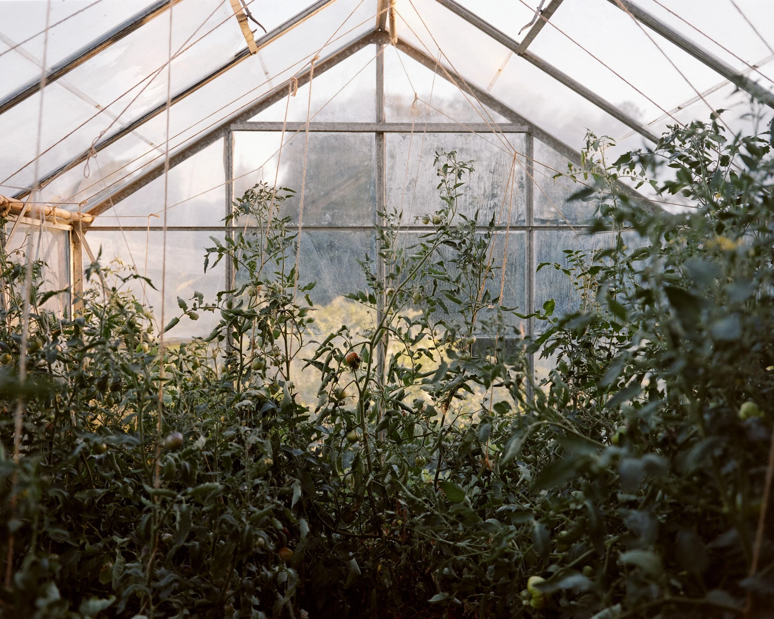 Serre de tomates.