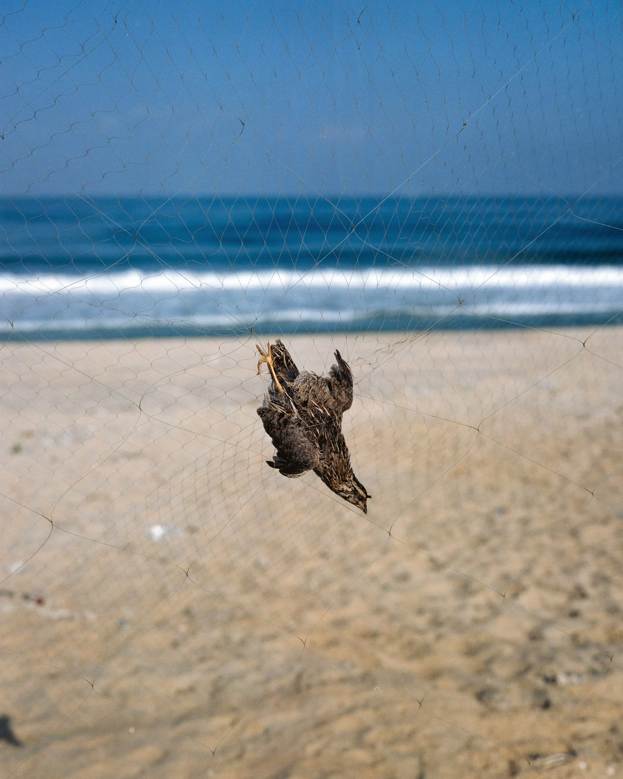 A "fehr" (quail) bird, caught in a net put the edge of the beach. Mawasi, Gaza, October 6, 2022. The pair of quail sells for 25 shekels (7 euros) at the market. © Lucien Lung / Riva-Press