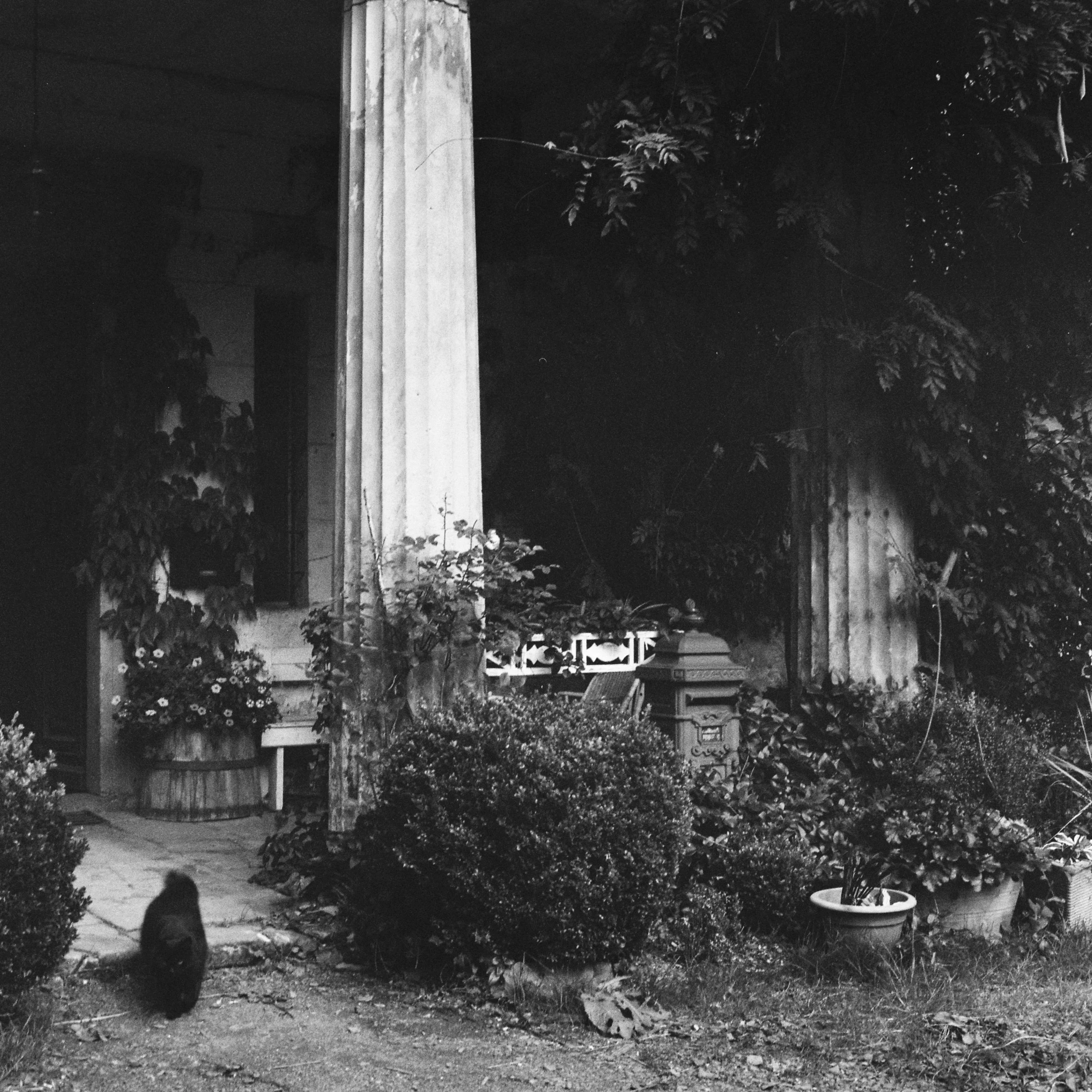 Nighttime scene of a garden with a wooden fence, potted plants, and trees in black and white.