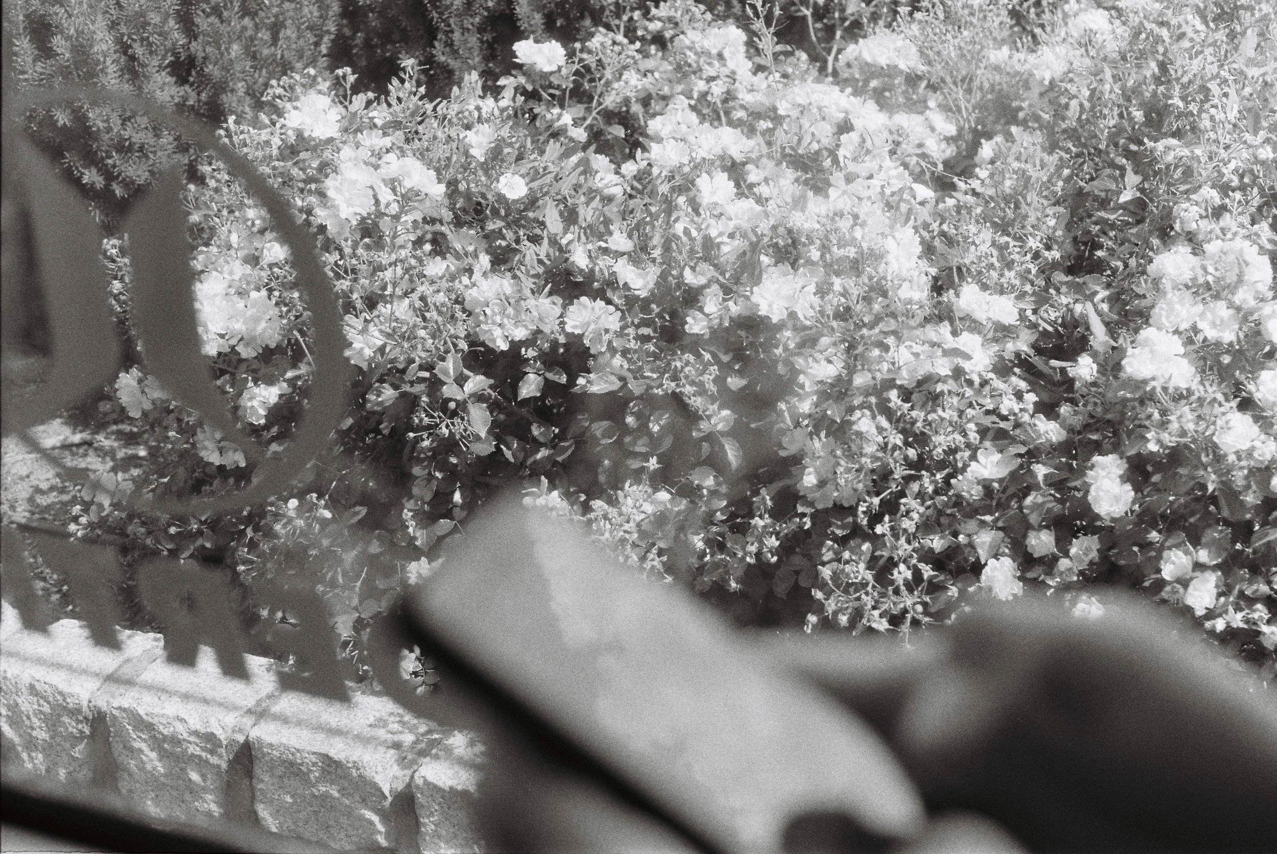 Close-up black and white photo of flowering plants with dense clusters of small flowers and leaves, partially obscured by a person holding a phone reflecting clouds in the foreground.