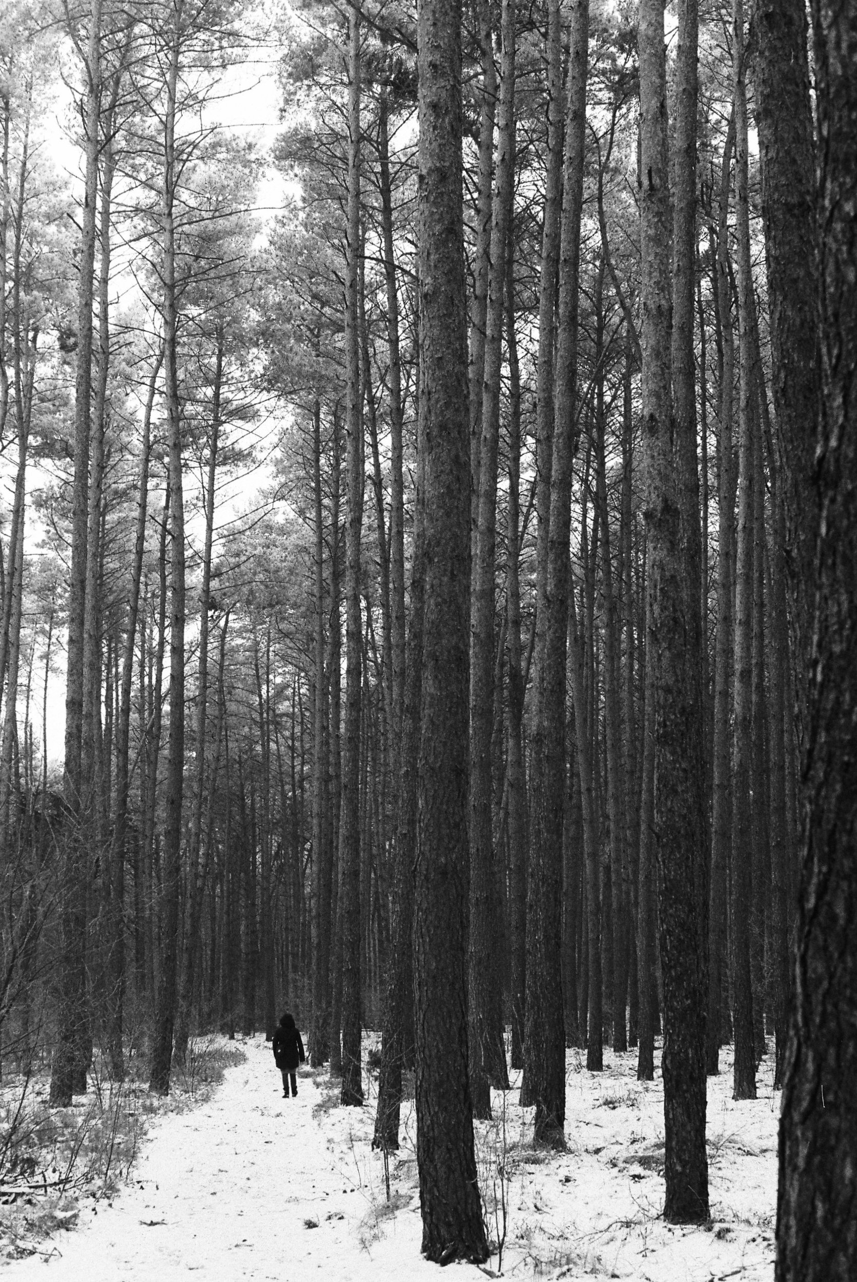 A person walking through a snow-covered forest with tall pine trees, viewed from behind.