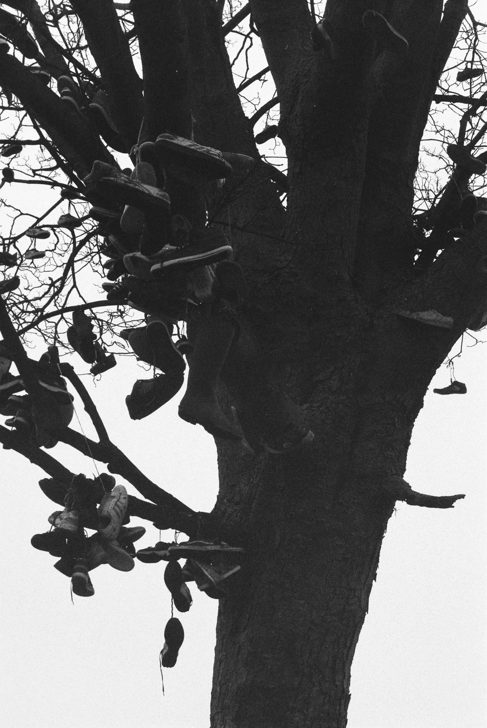 Black and white photo of a tall tree with many shoes hanging from its branches.