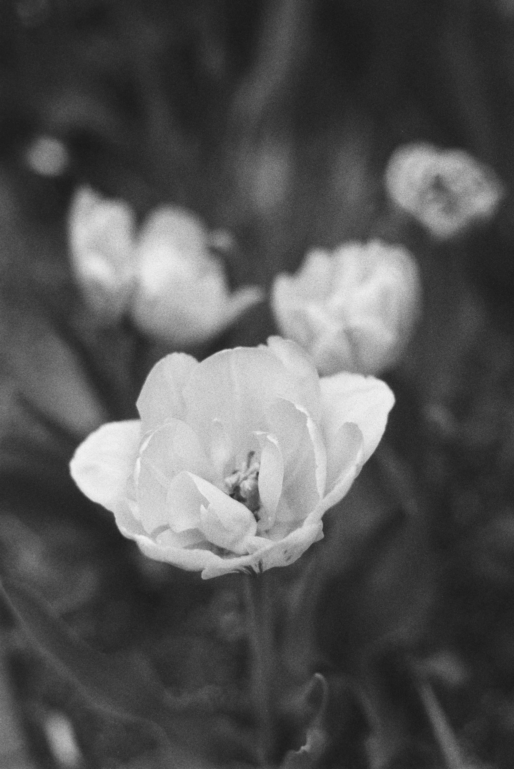 Close-up of a blooming flower on a blurred dark background.