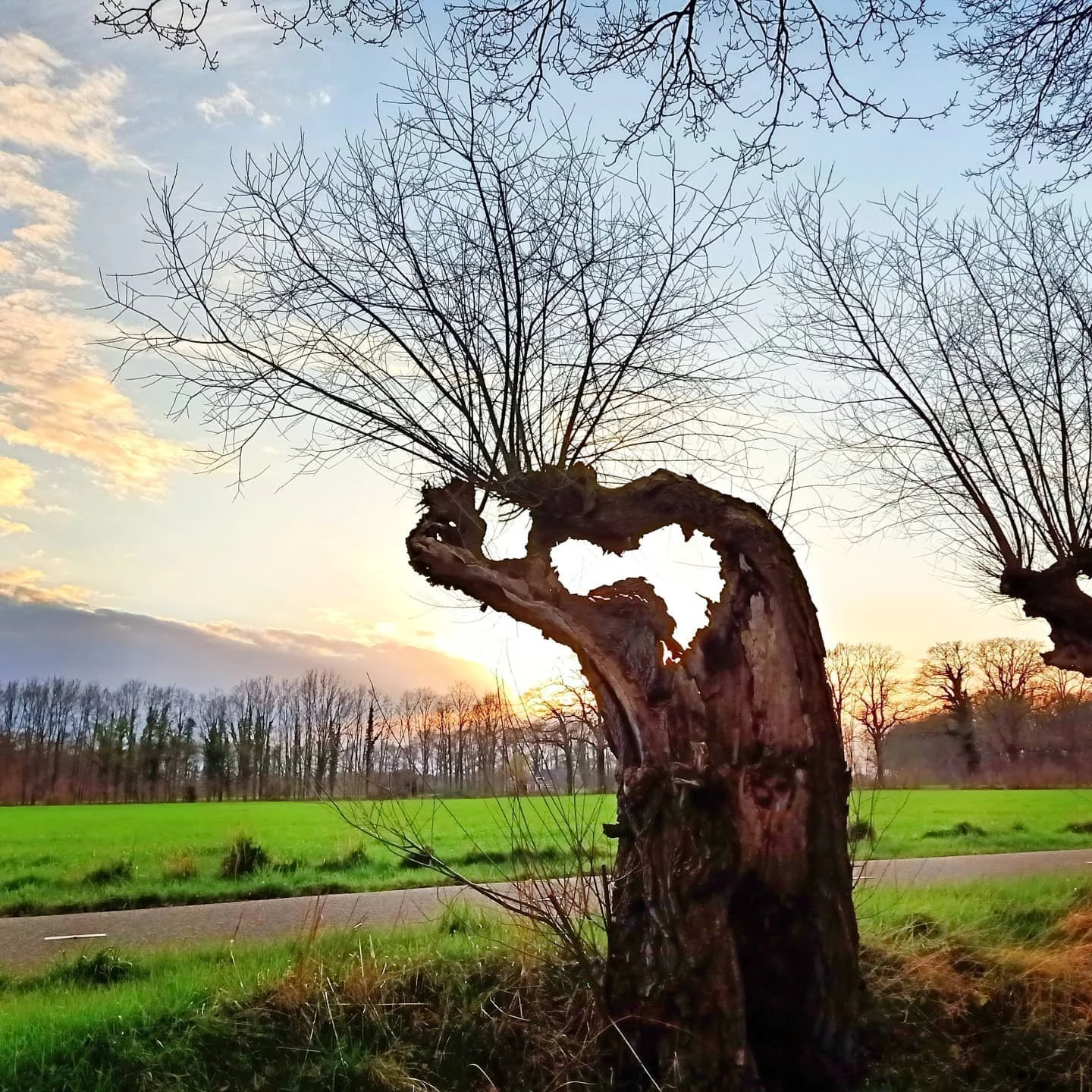The Pollard Willow, as this tree is called in English, is known as 'Knotwilg' in Dutch. They really inspire me, reminding of life in its knotted glory - survivors in a harsh environment. The following is my 4th poem, a tribute to the resilience of th