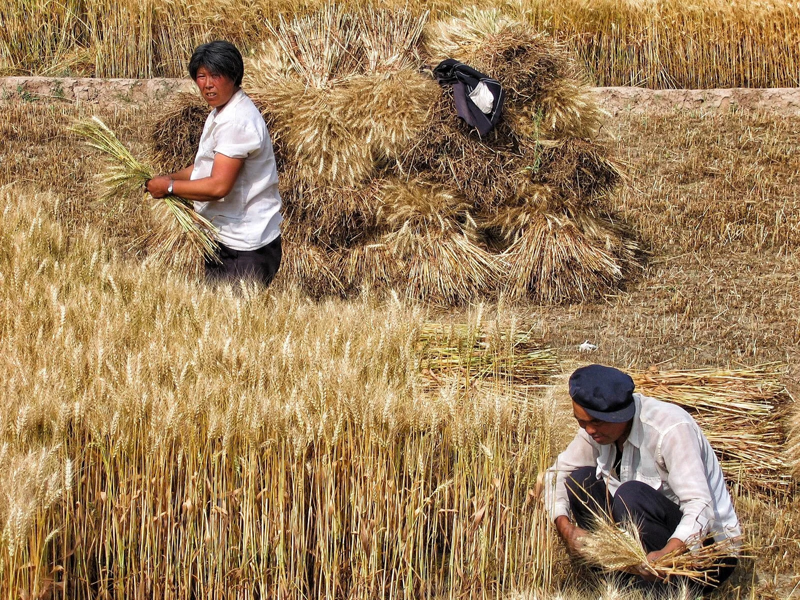 Two farmers harvesting wheat in a field with a pile of cut wheat stalks behind them. One farmer is standing and holding a bundle of wheat, while the other is crouching and gathering wheat close to the ground.