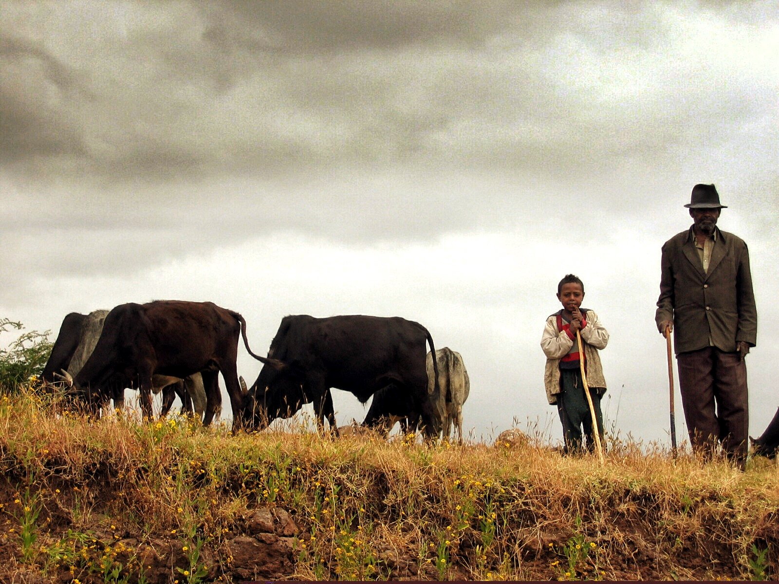 A man and a boy standing on a grassy hill with cattle grazing nearby and dark clouds overhead.