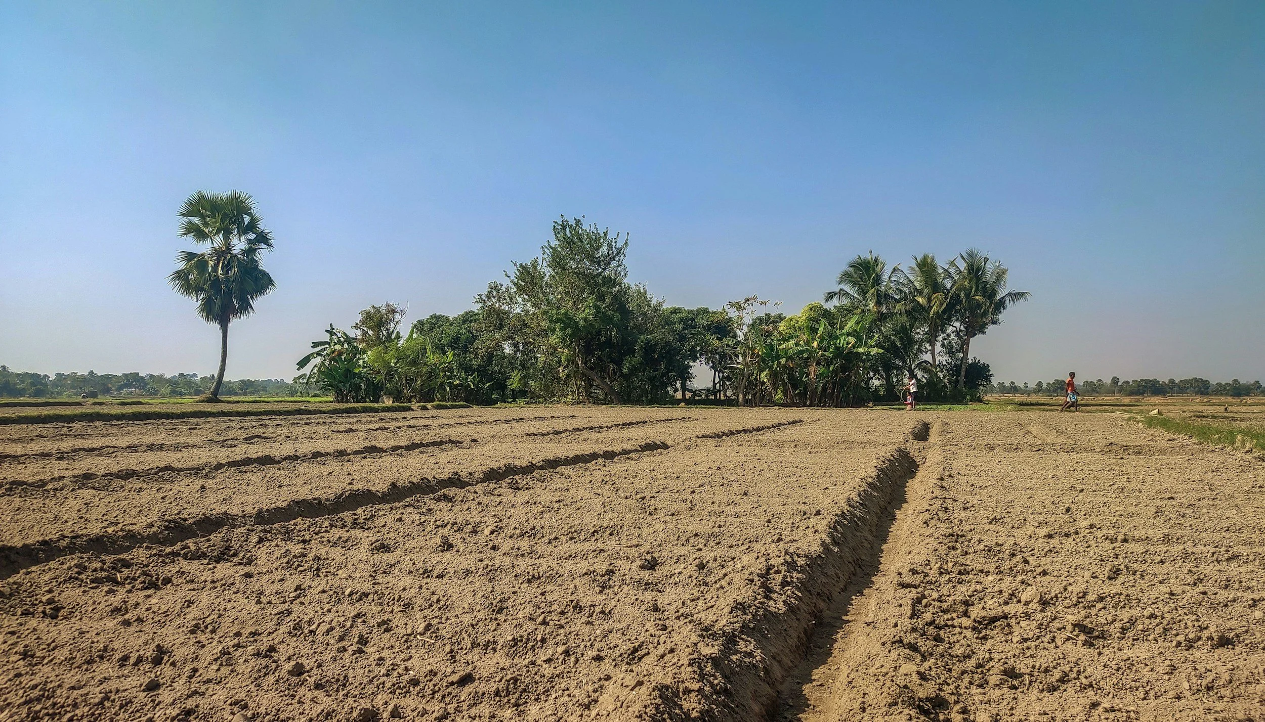 Farmland with rows of freshly plowed soil, tall palm trees, and two people walking in the distance under a clear blue sky.