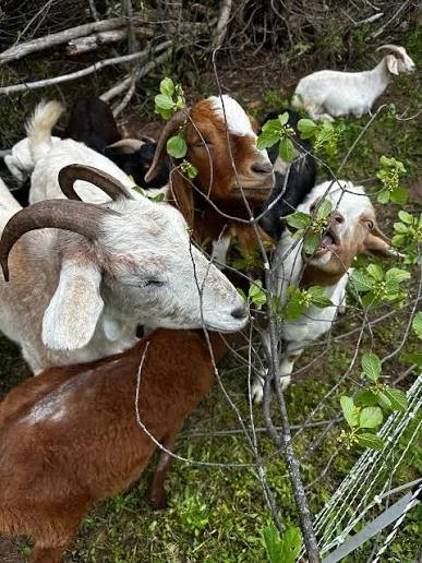 A group of goats grazing among bushes and small trees outdoors.