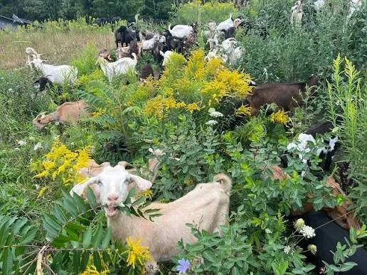 Multiple goats grazing and foraging among lush green plants and yellow flowers in a field.