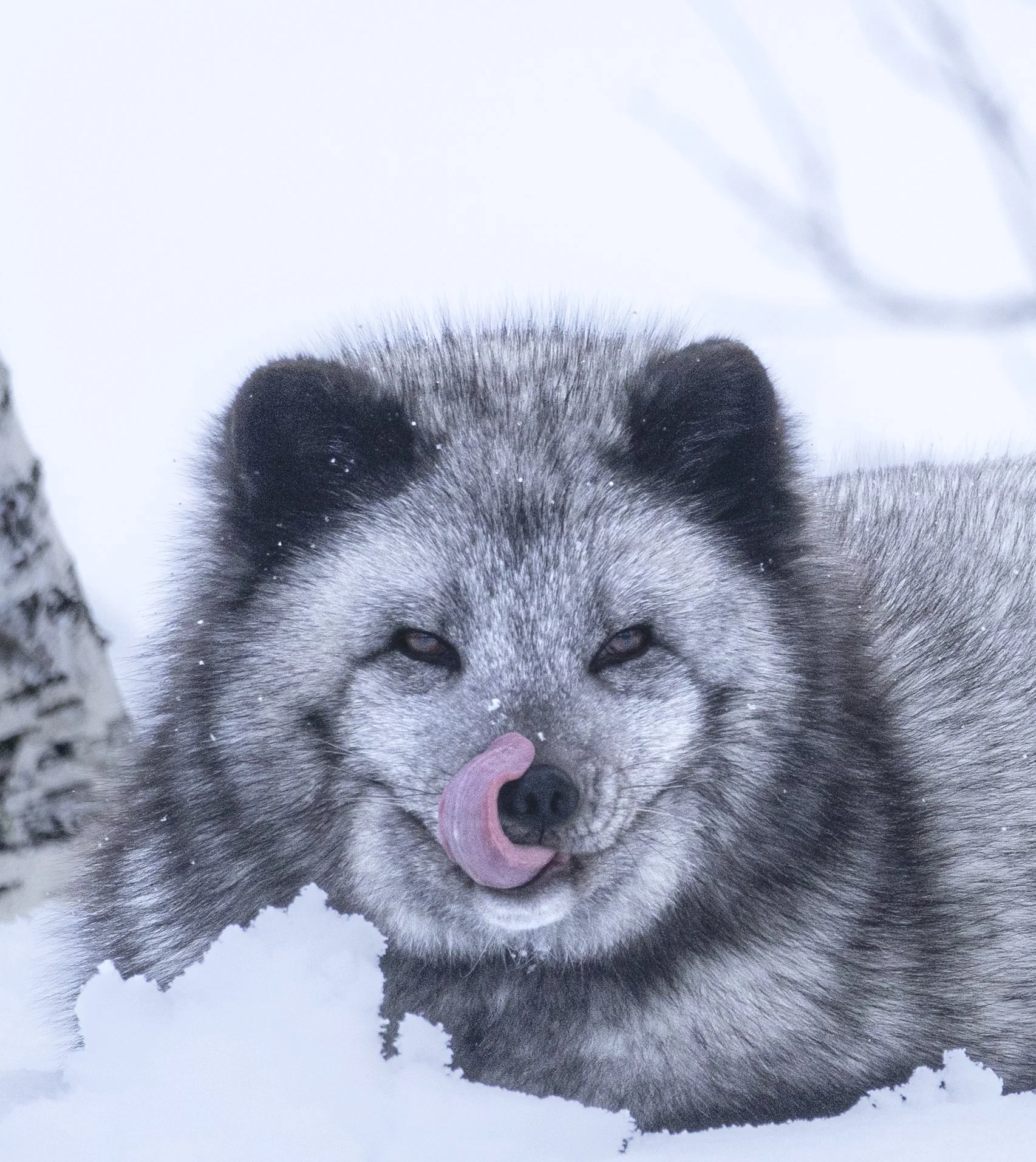 A blue morph arctic fox licking its nose in fresh snow, Polar Park, Norway — the dense winter coat is the warmest fur of any mammal.