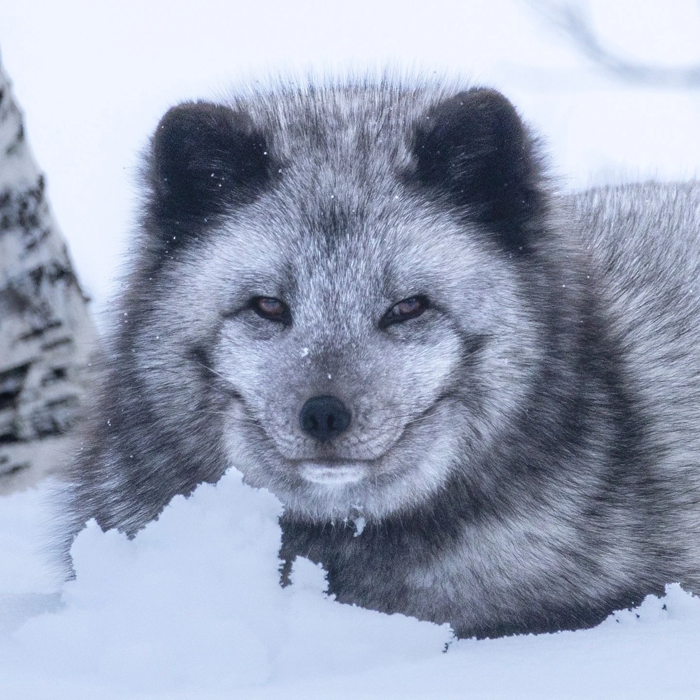 A blue morph arctic fox in winter coat against fresh snow, Polar Park, Norway — the dark variant keeps its colour year-round rather than turning white.