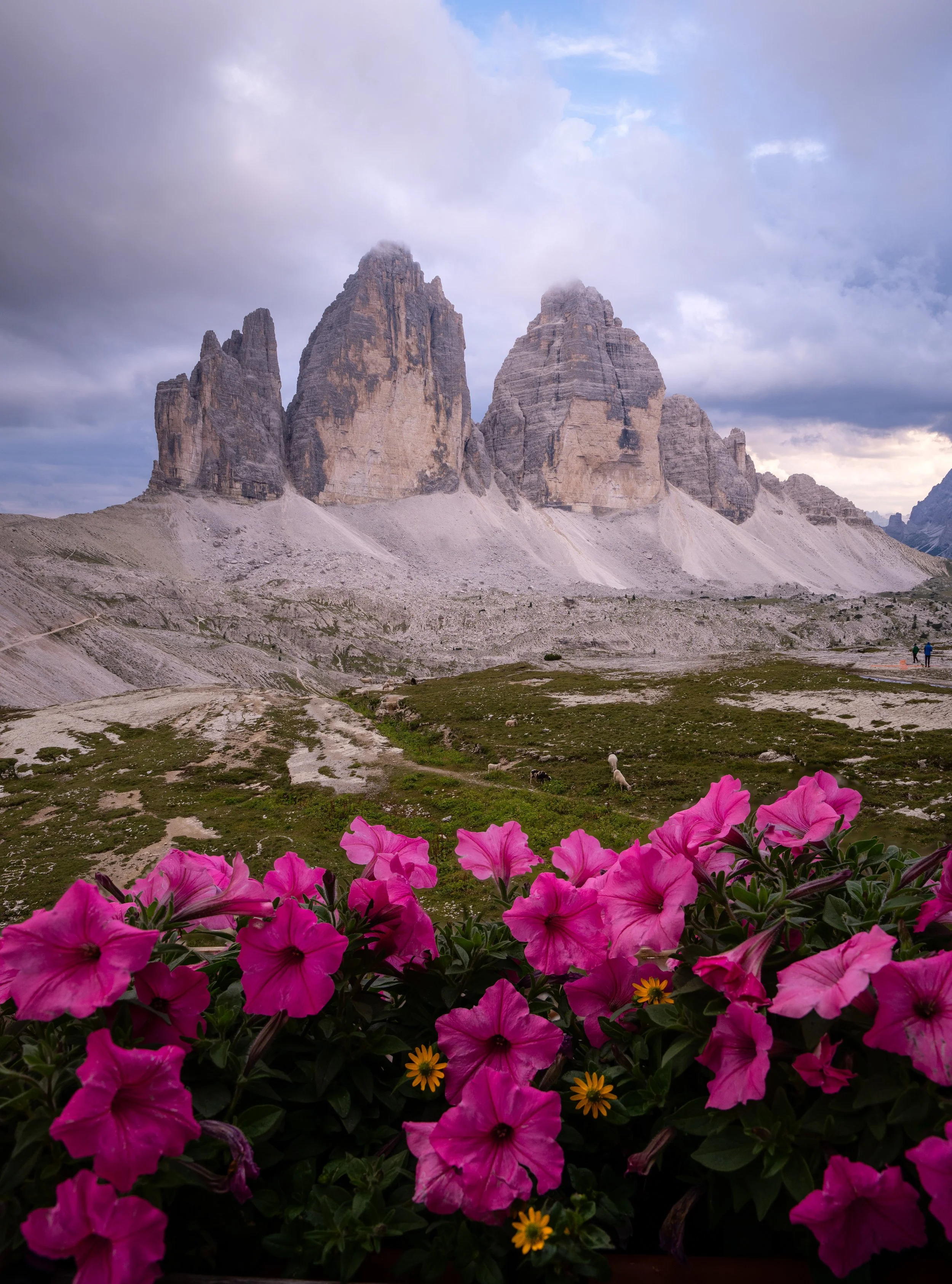 The three peaks of Tre Cime di Lavaredo from the rifugio Locatelli terrace, Dolomites, Italy, with petunias in flower in the foreground — the towers are Dolomite limestone, a reef laid down under a shallow sea before the Alps existed and lifted verti
