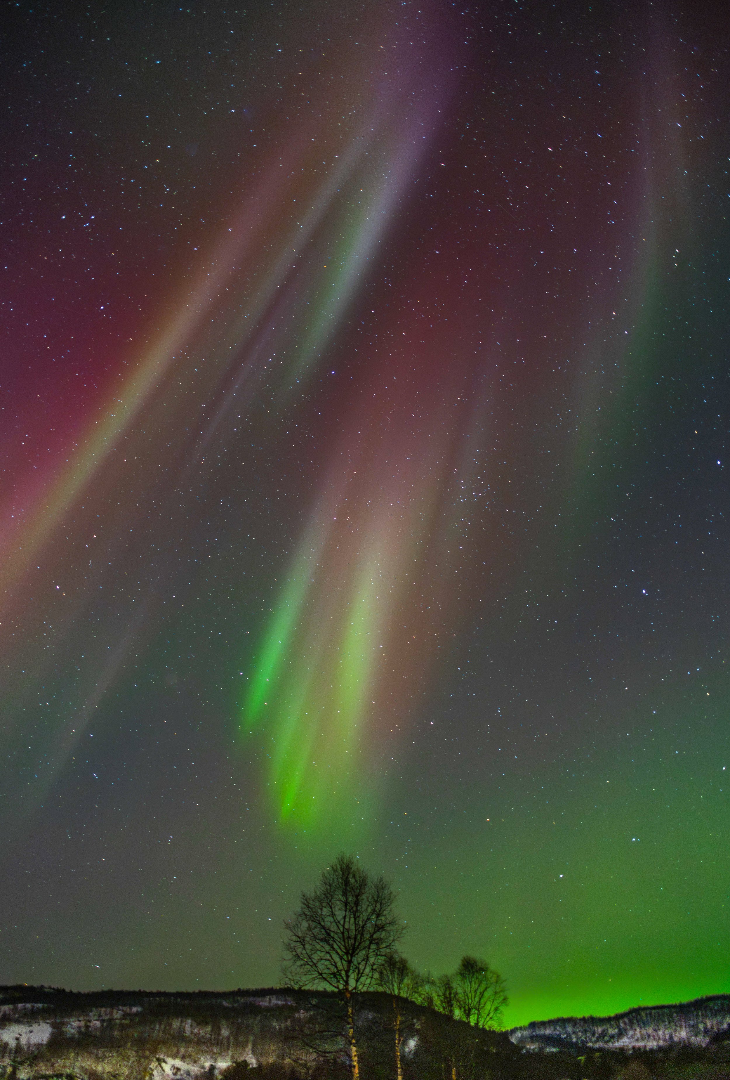 Aurora in magenta and green falling in vertical rays above a bare birch on a snowy rise, Tromsø, Arctic Norway