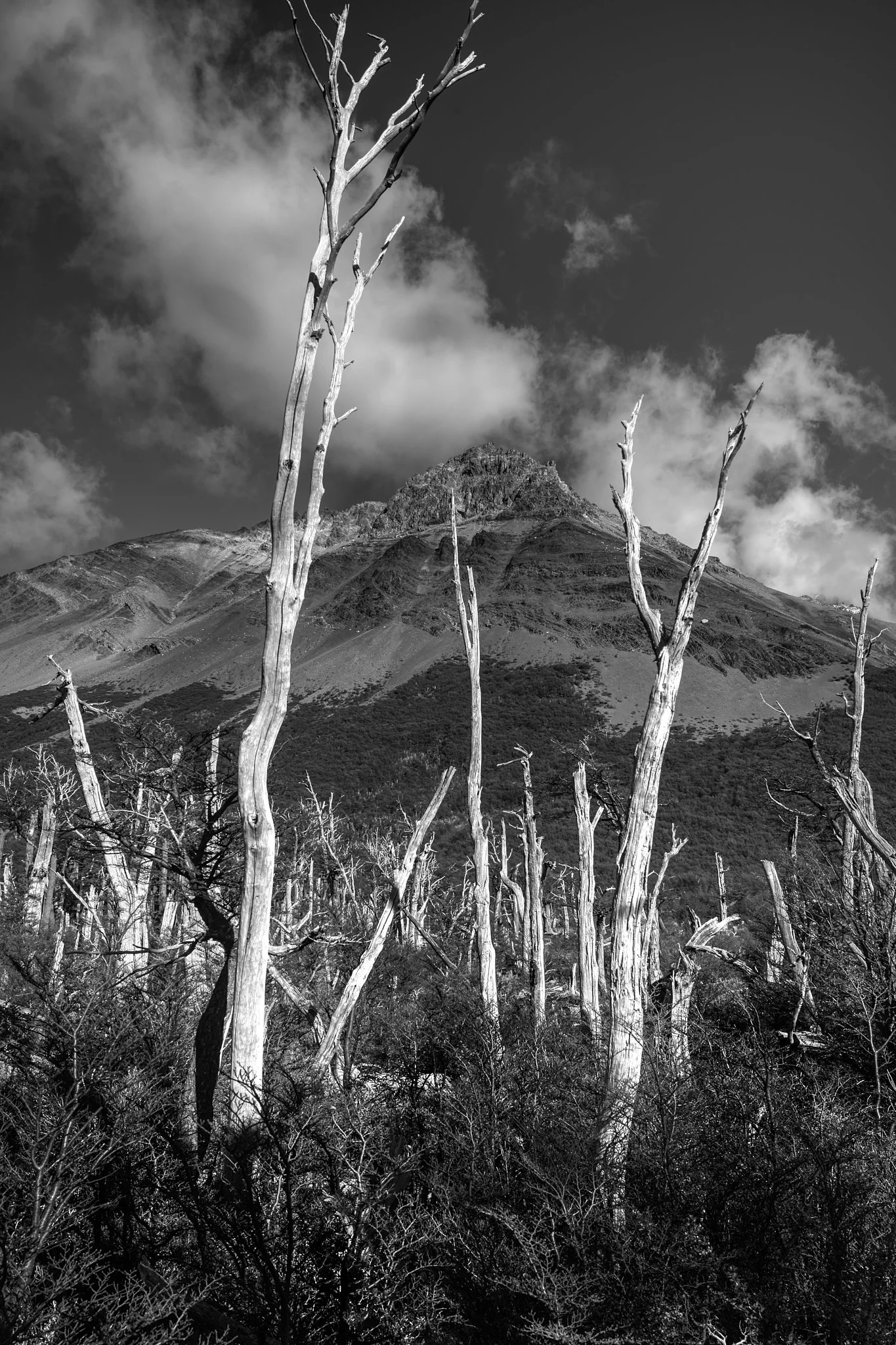 tree graveyard.jpg