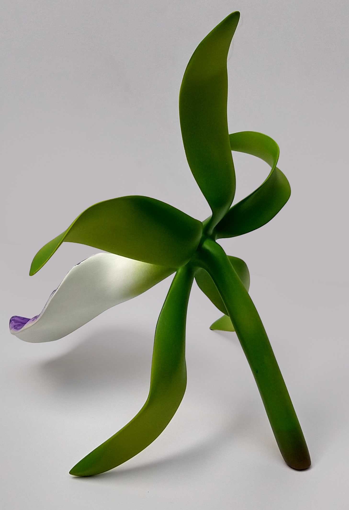 A green plant with broad, slightly curved leaves and a flower with white and purple petals, set against a plain gray background.
