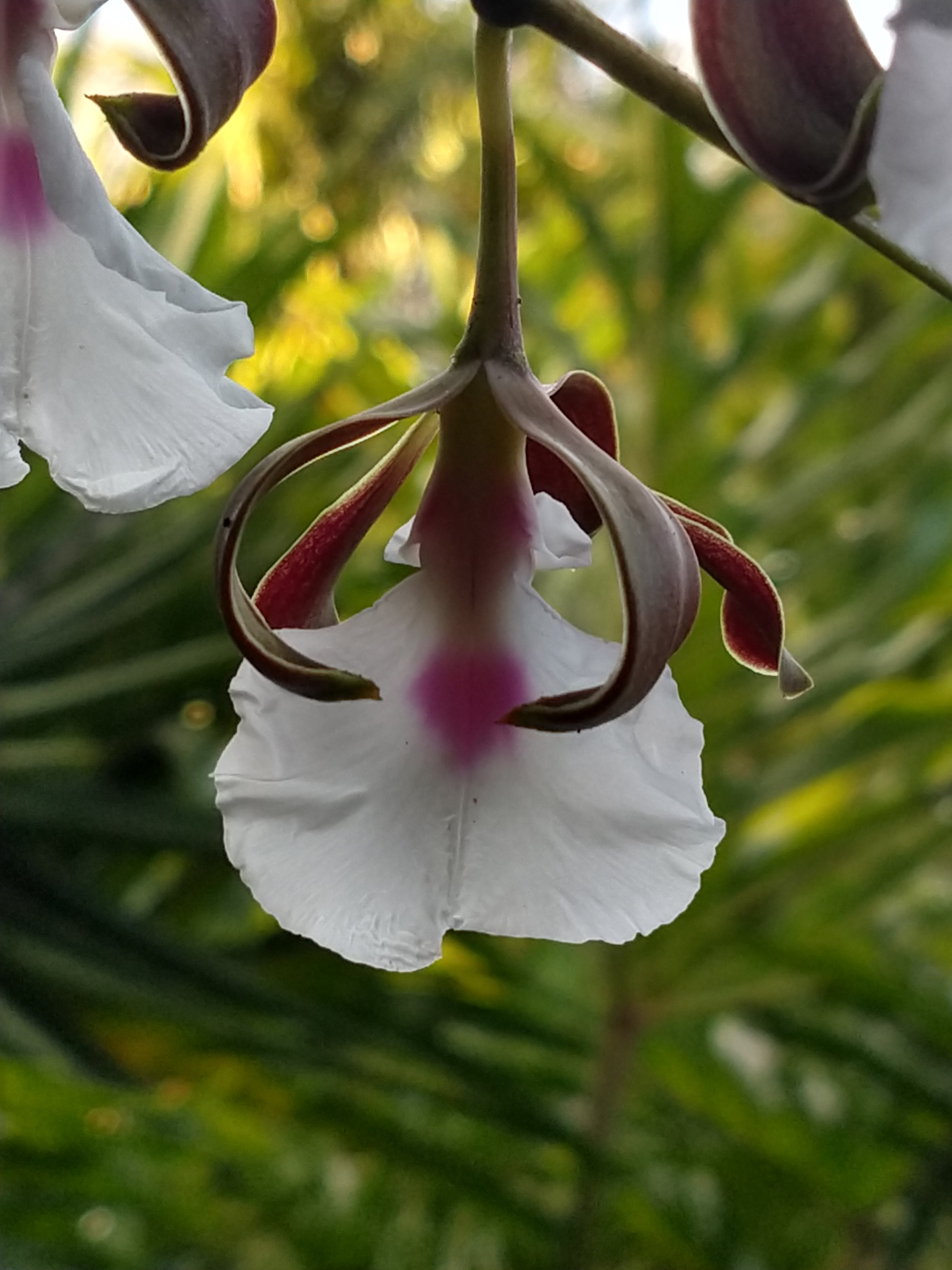 Close-up of a white flower with reddish-brown accents hanging downward, with blurred green background.
