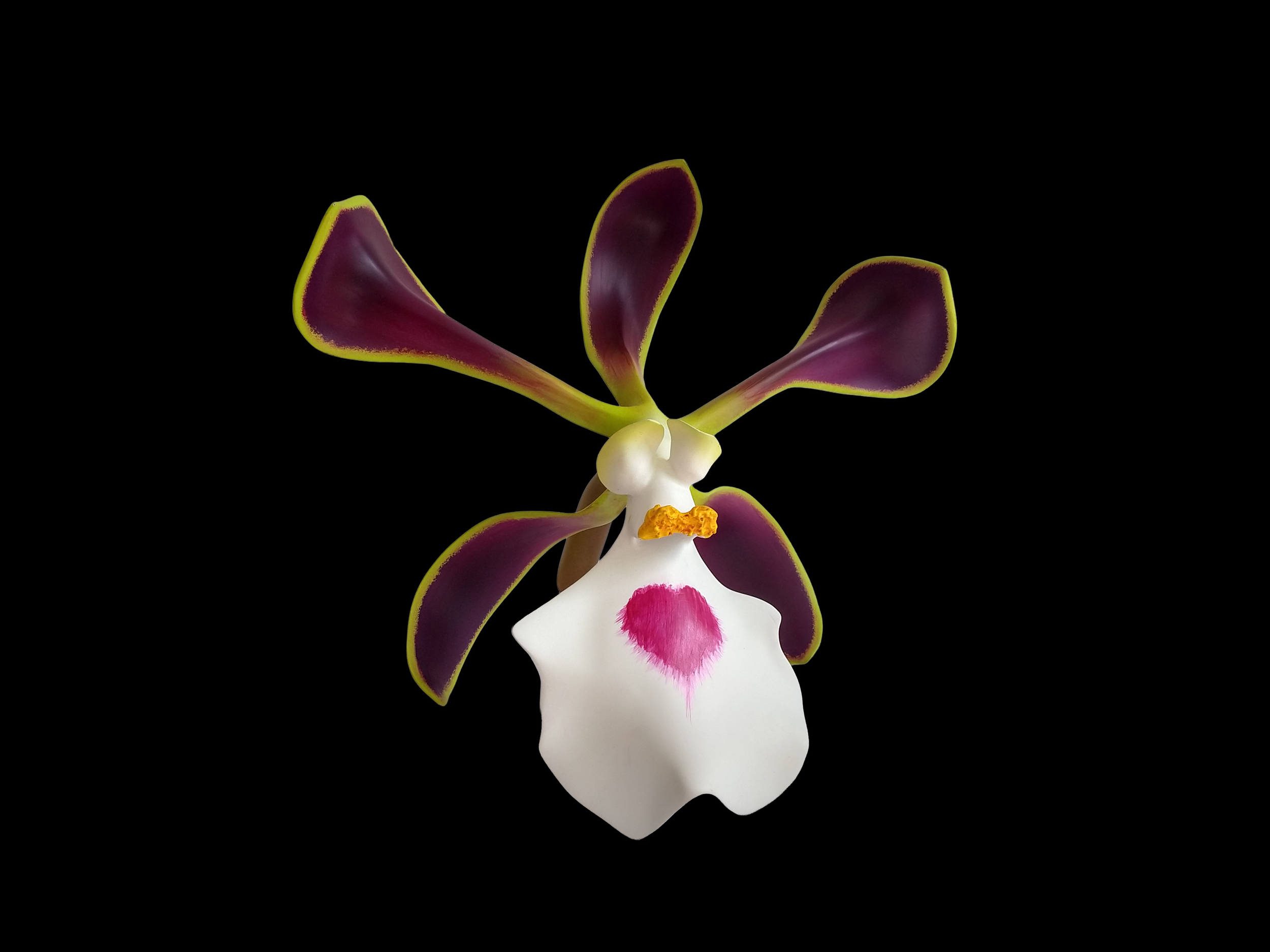 A white orchid flower with purple and yellow accents, positioned against a black background.