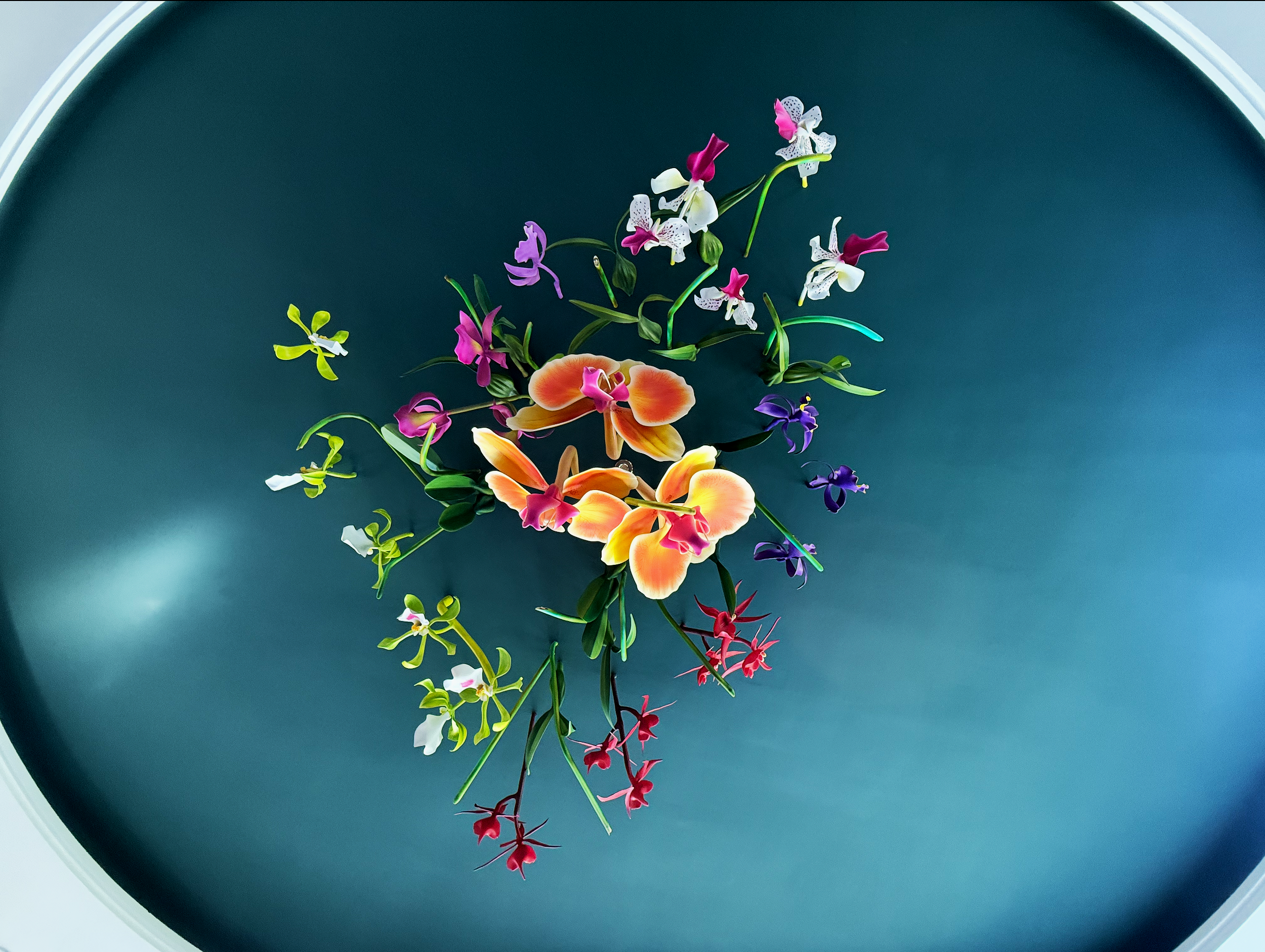 Colorful orchid flowers arranged in a curved pattern on a dark teal background.