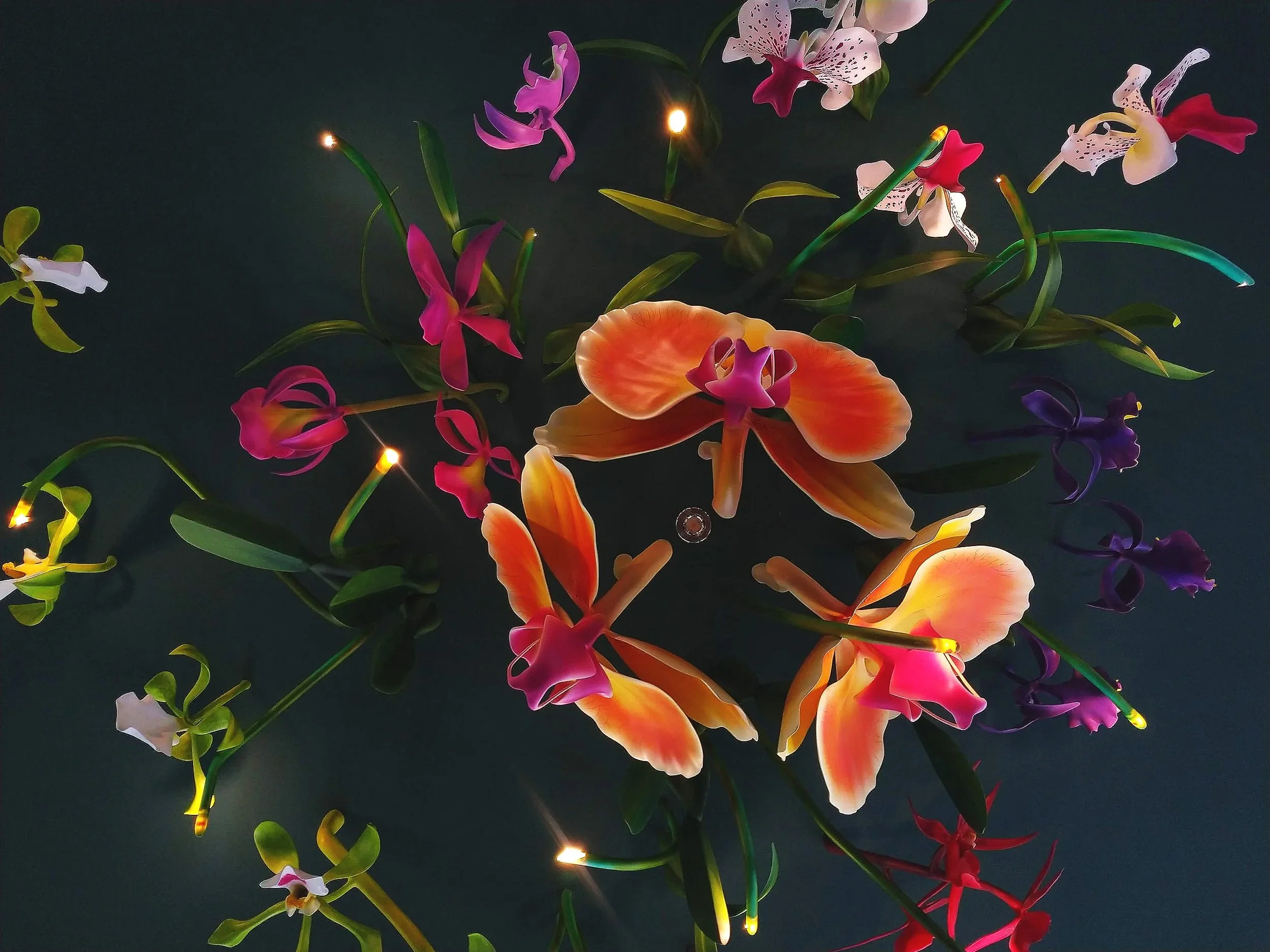 Colorful orchids with lights on dark background.