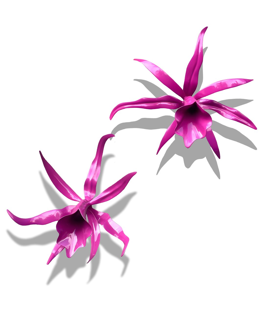 Two vividly pink orchids with elongated petals cast shadows on a white background.