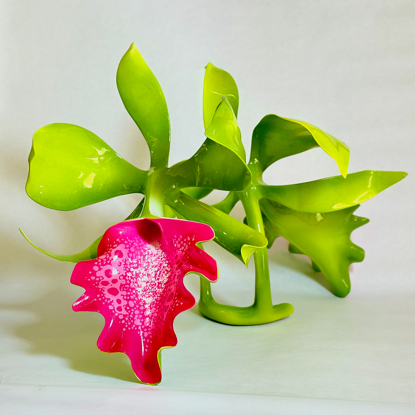 A pink and white decorative plant with green leaves against a plain white background.